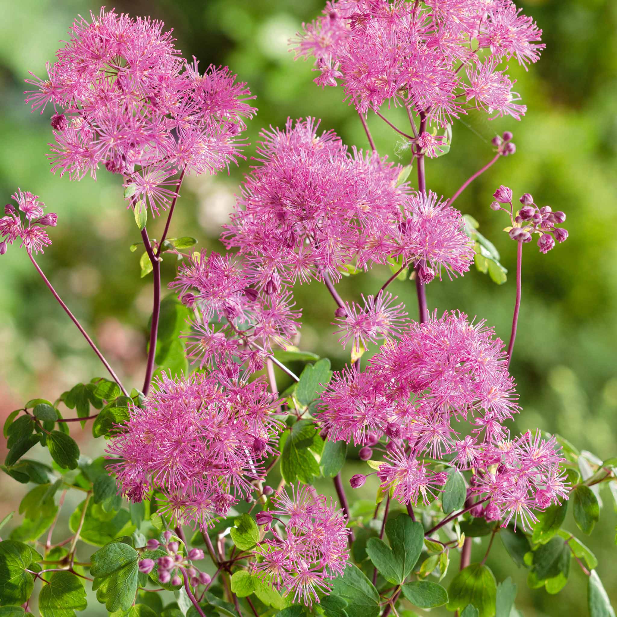 Thalictrum 'Little Pinkie' - Image 3