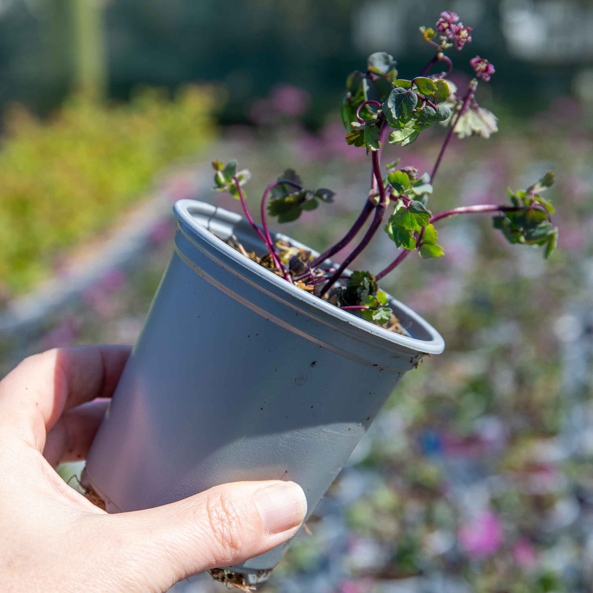 Thalictrum 'Little Pinkie' - Image 6