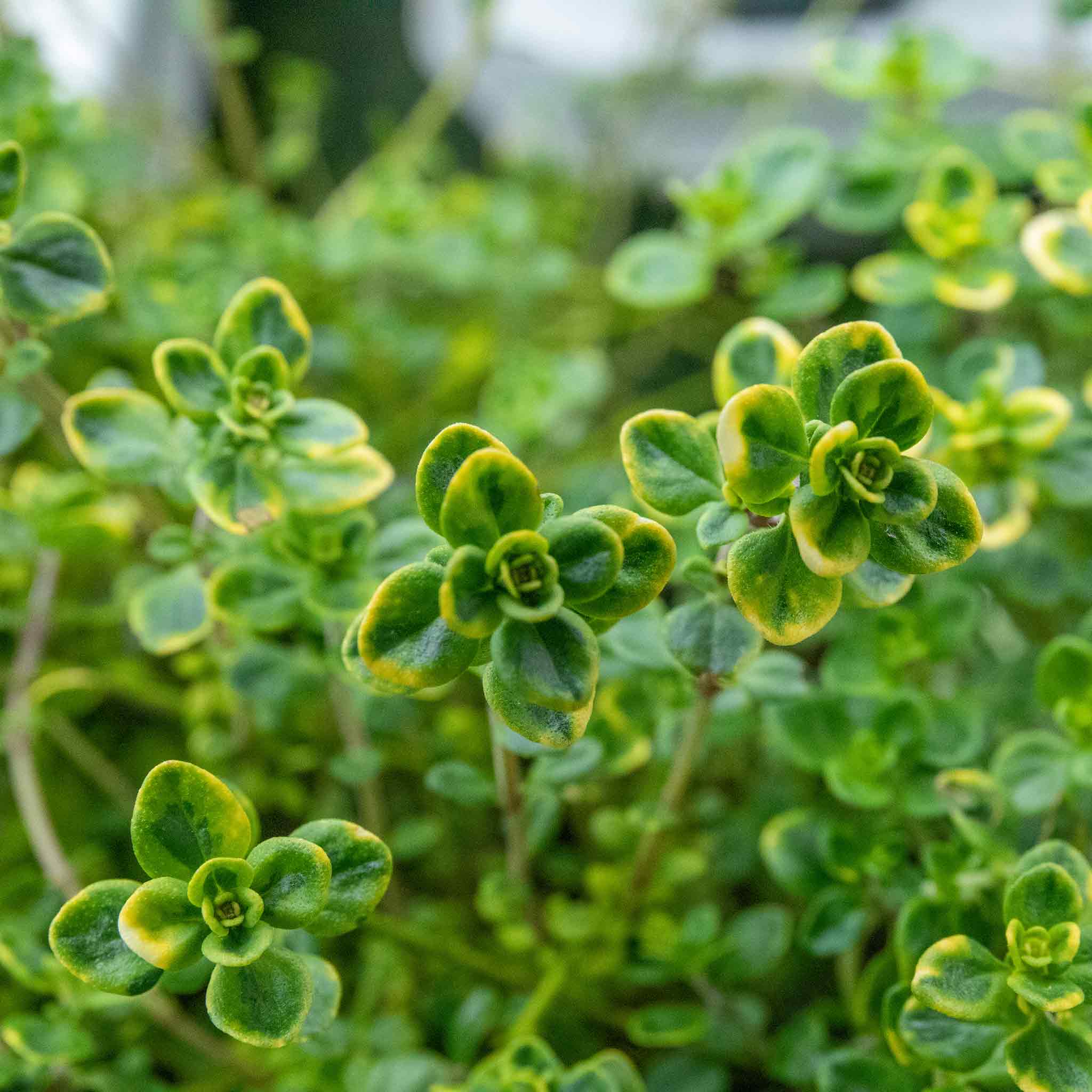 Thyme 'Archers Gold' - Image 3