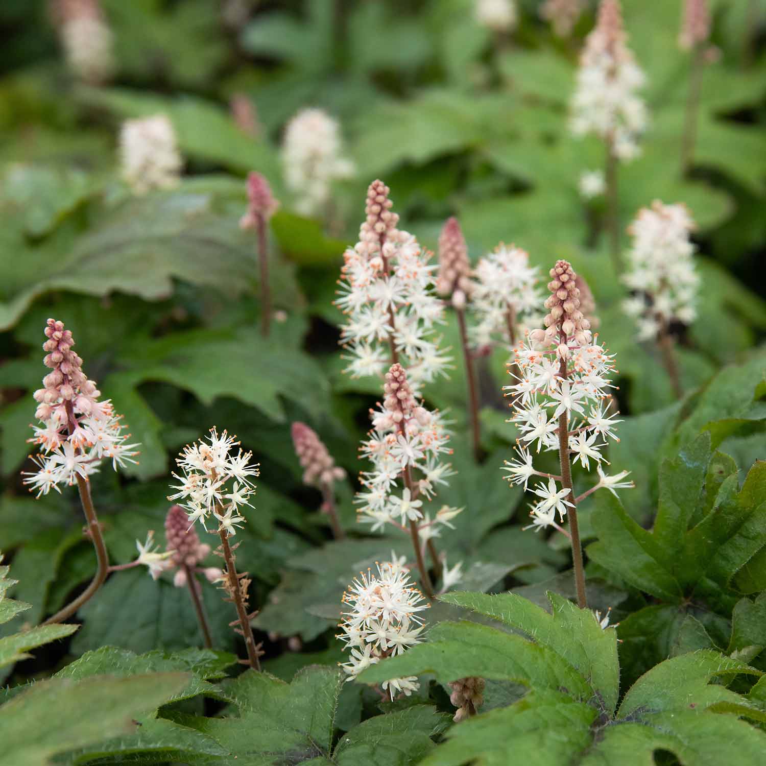 Tiarella 'Pink Skyrocket' - Image 2