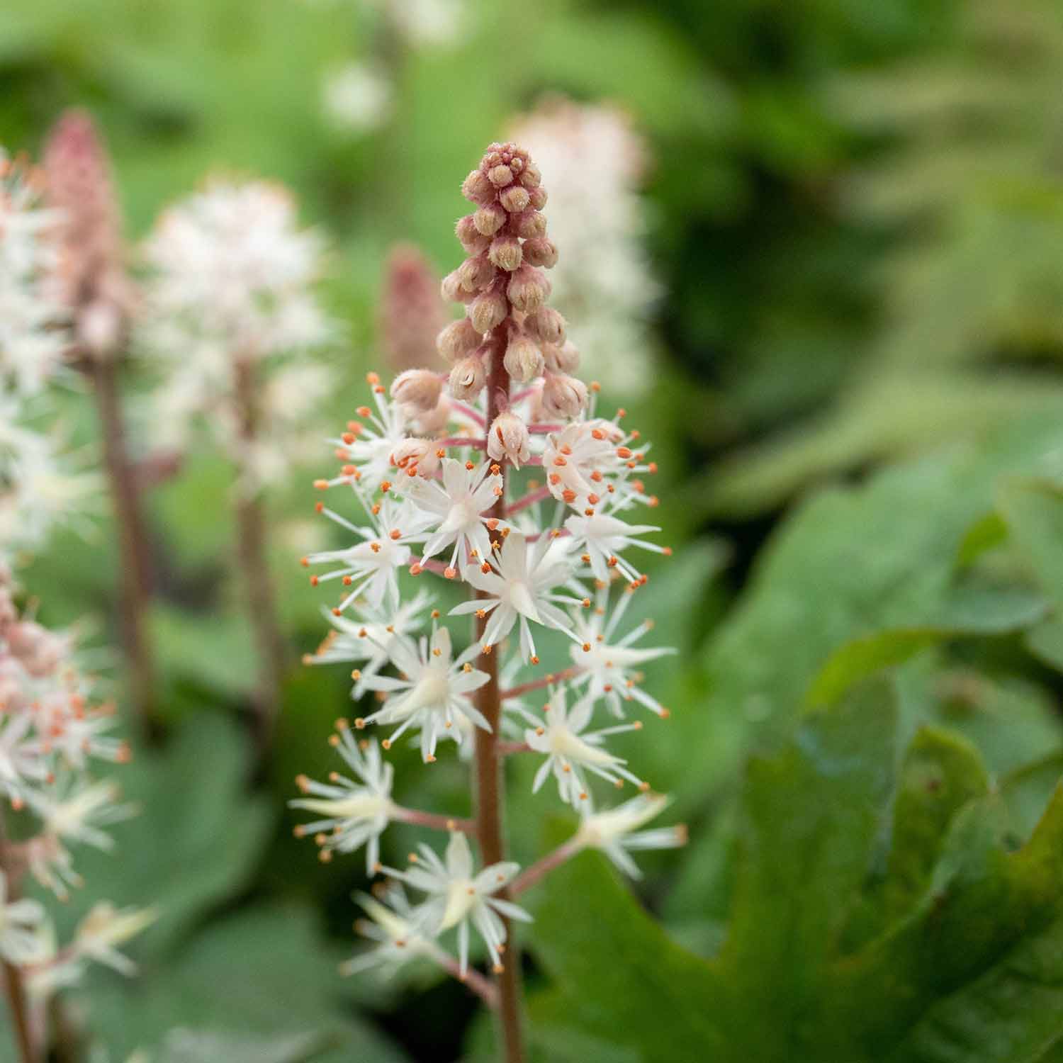 Tiarella 'Pink Skyrocket' - Image 3