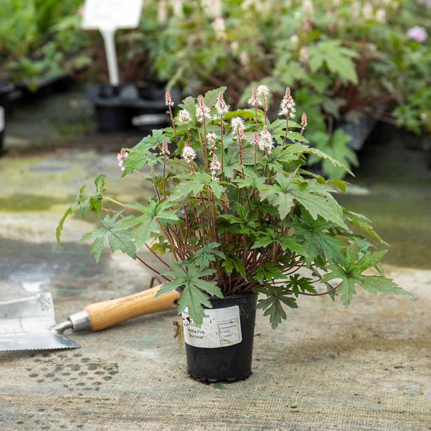 Tiarella 'Pink Skyrocket' - Image 4