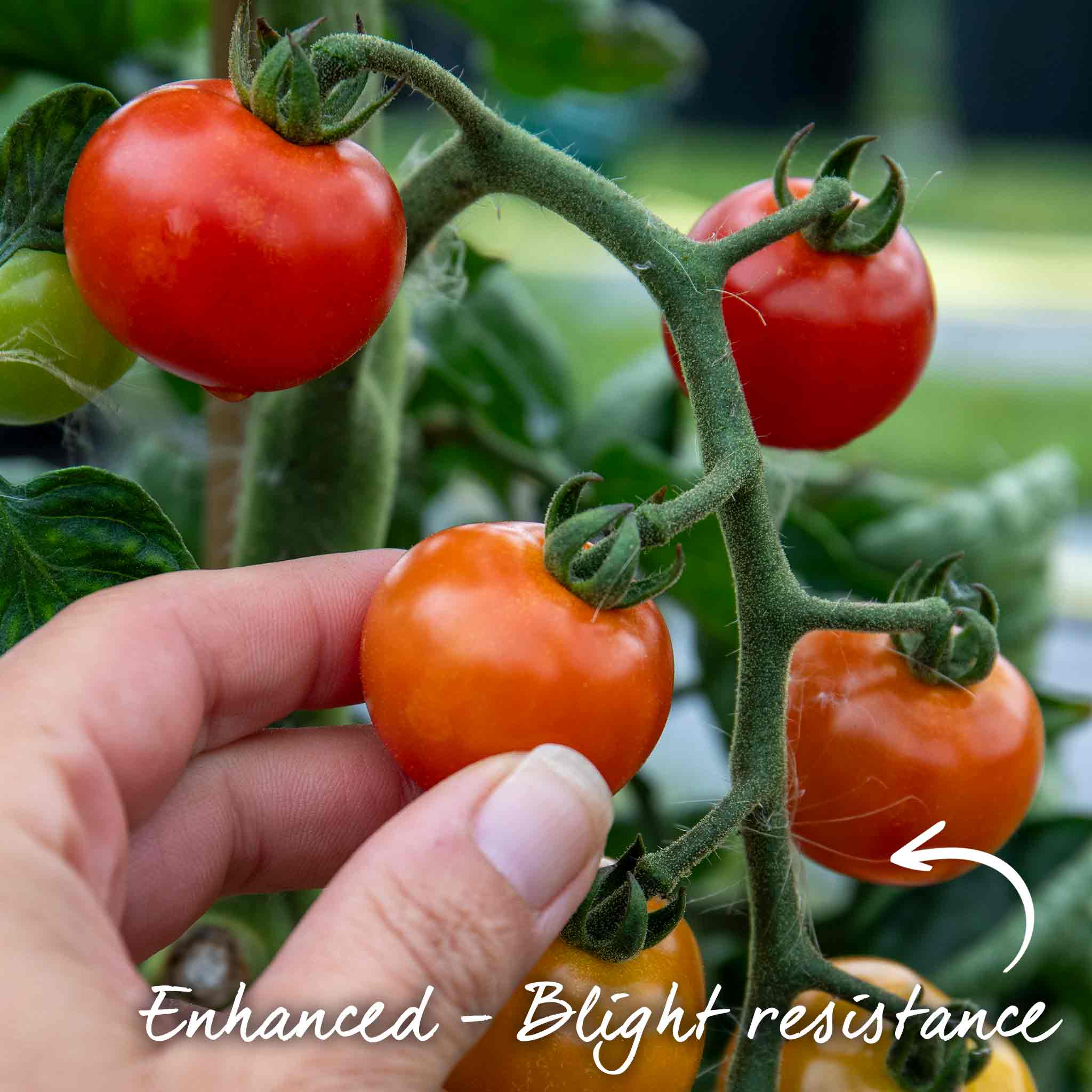 Tomato Seeds 'Consuelo' - Image 4