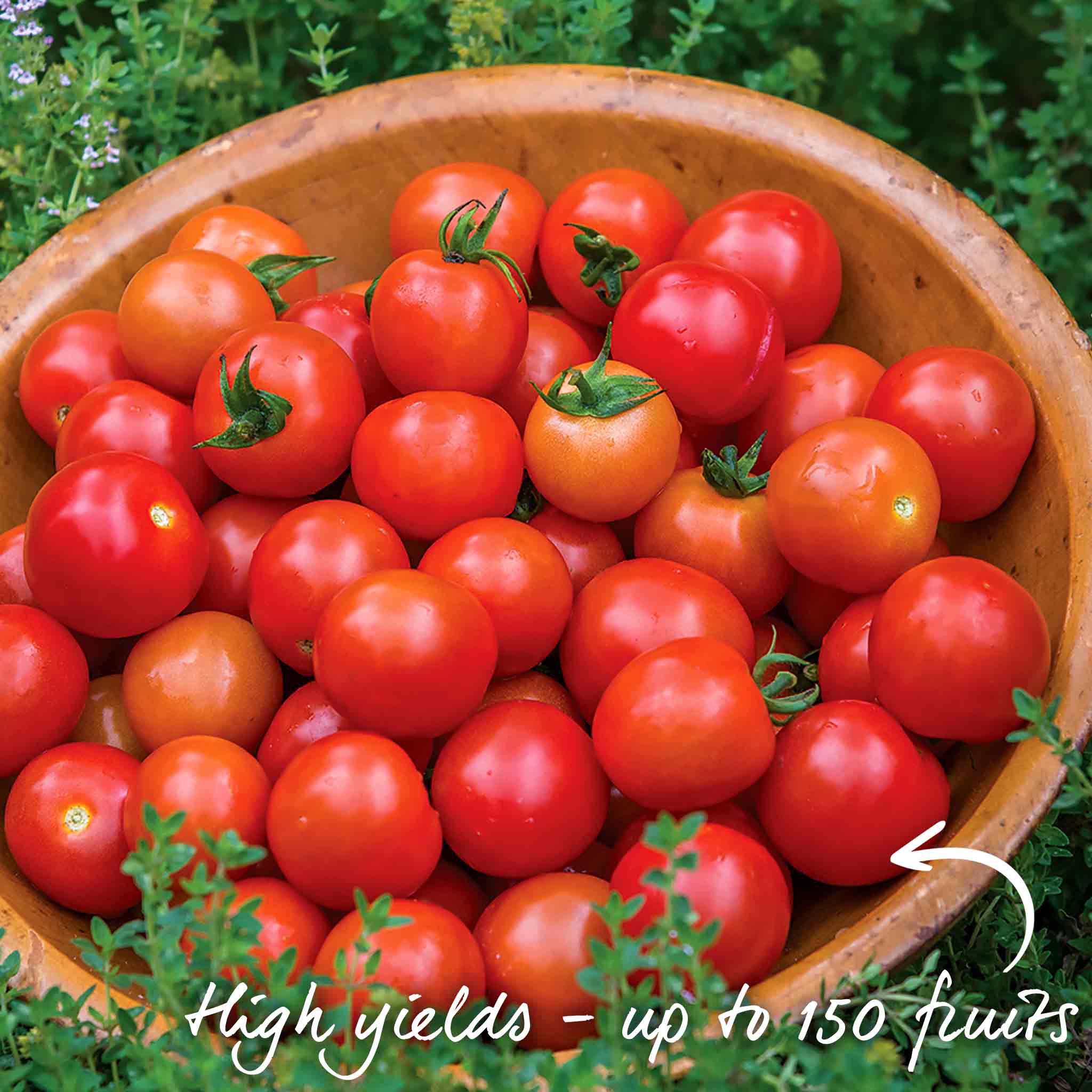 Tomato Seeds 'Consuelo' - Image 5