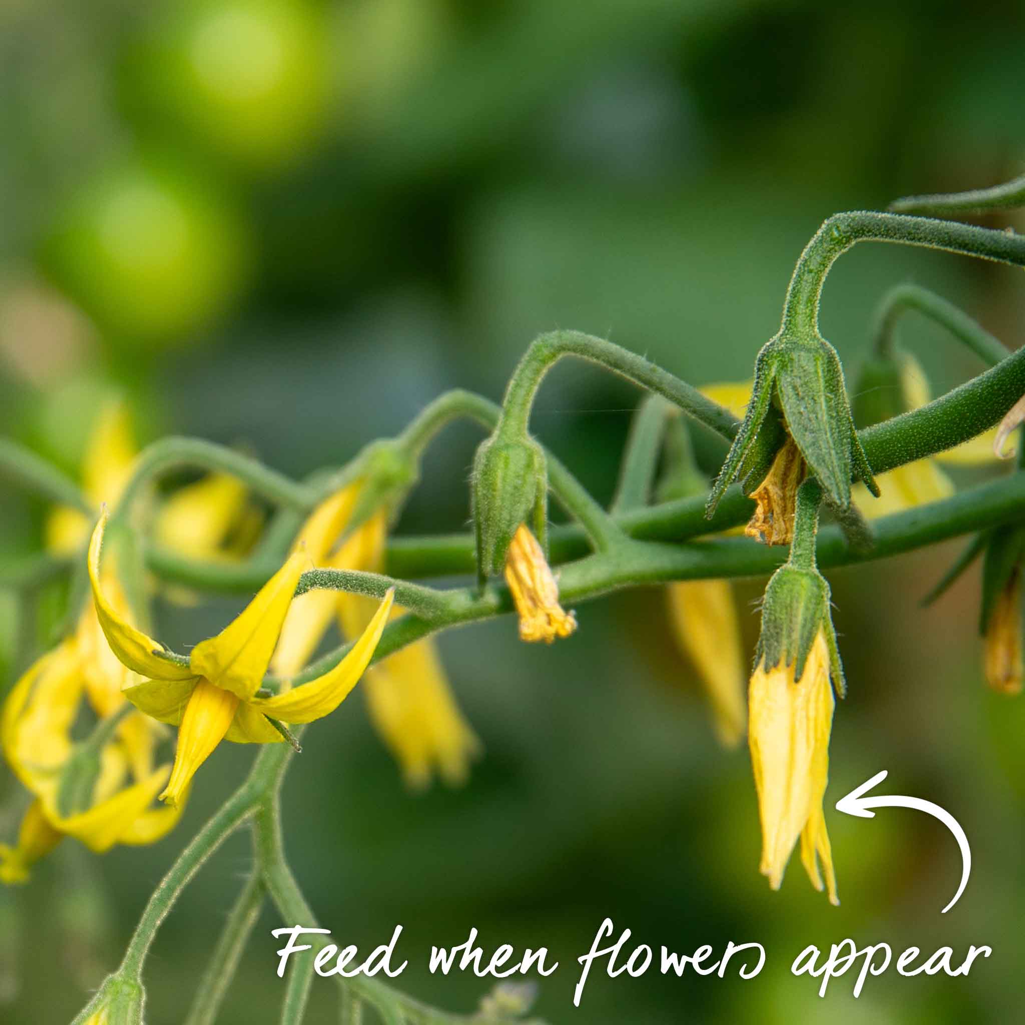 Tomato Seeds 'Giulietta' - Image 13