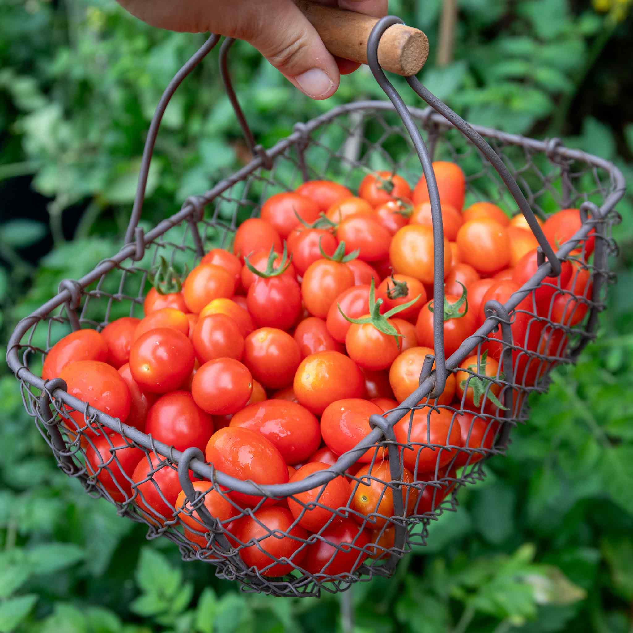 Cordon Tomato Seeds Organic 'Hamlet' F1 - Image 4