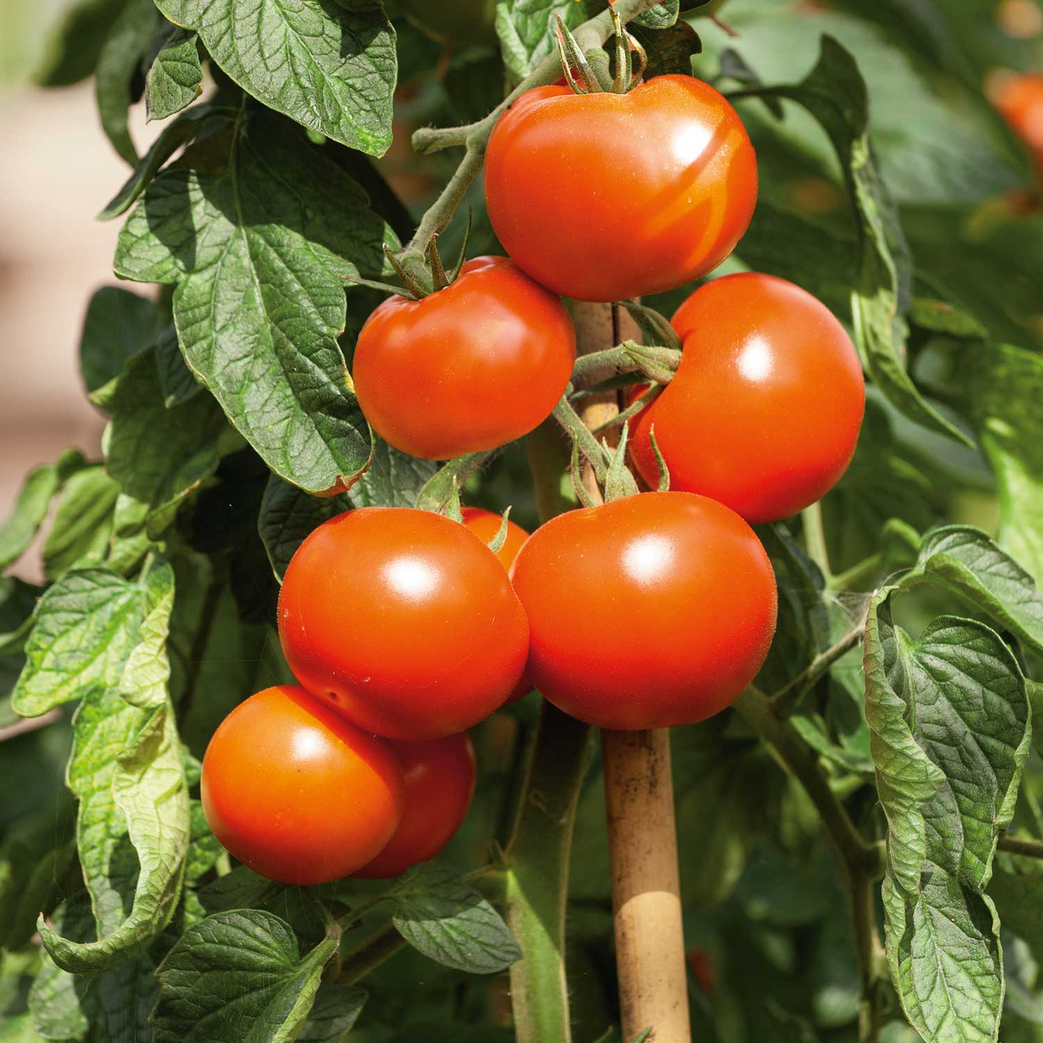 Cordon Tomato Seeds Organic 'Hamlet' F1 - Image 5