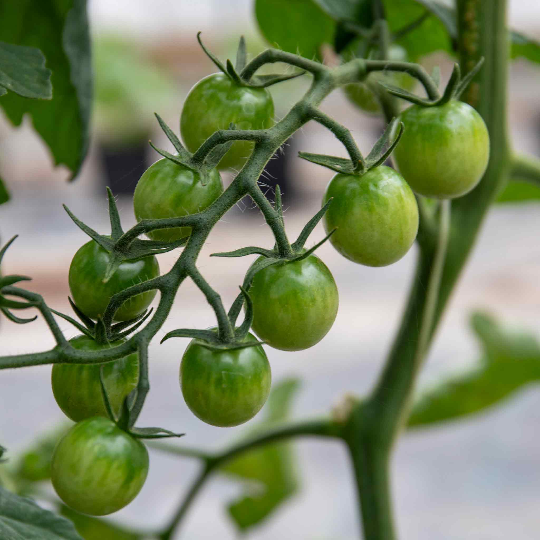 Tomato Seeds 'Honeycomb' - Image 14