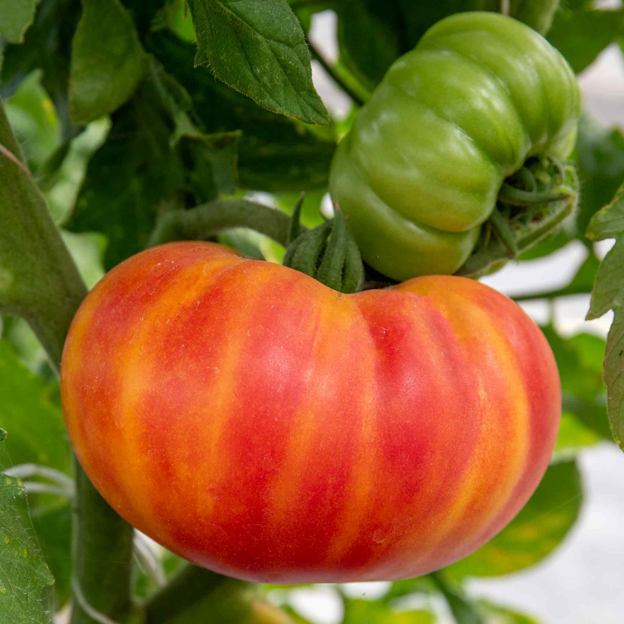 Tomato 'Sweetest Collection' - Image 3