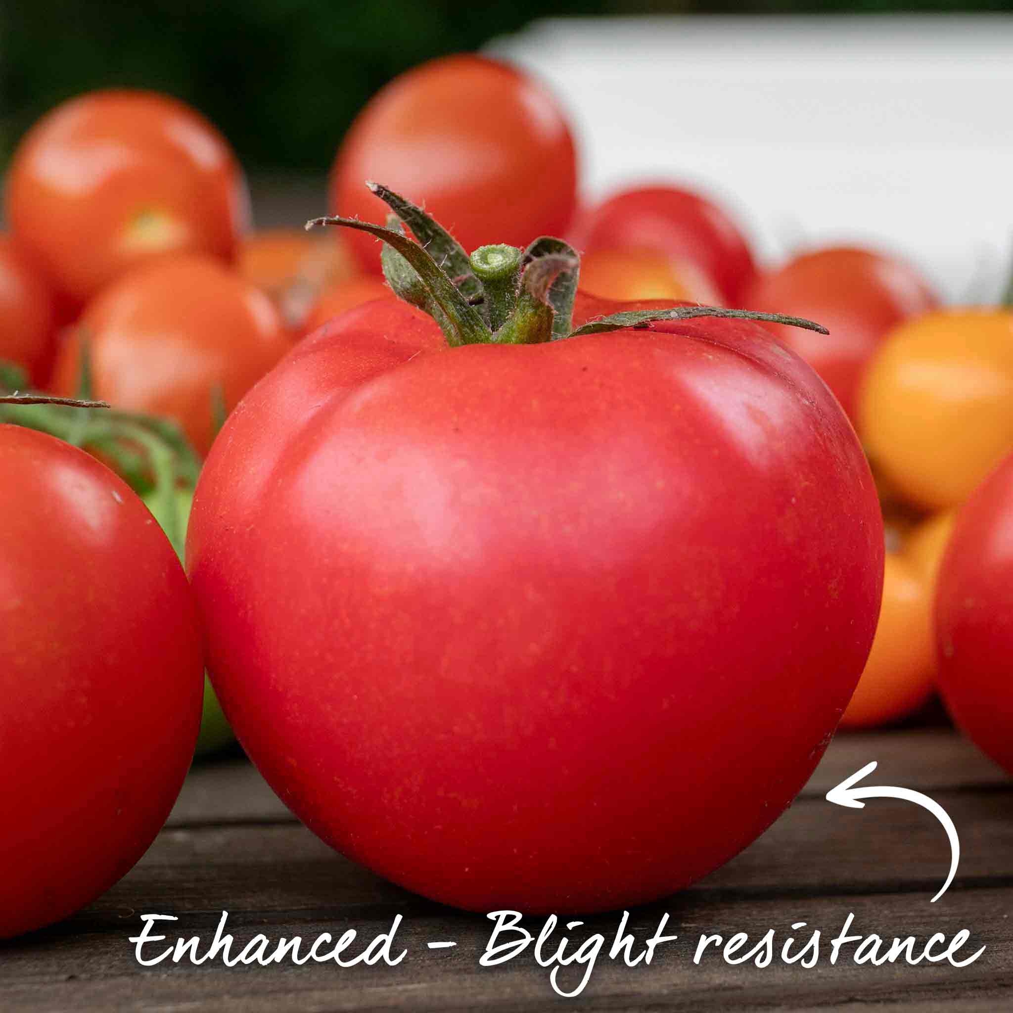 Tomato Seeds 'Salad Honey Moon' F1 - Image 4