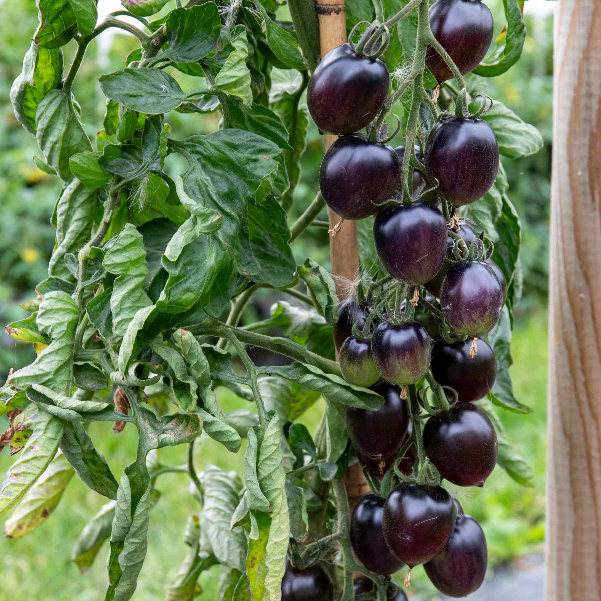 Tomato Seeds 'Black Moon' - Image 14