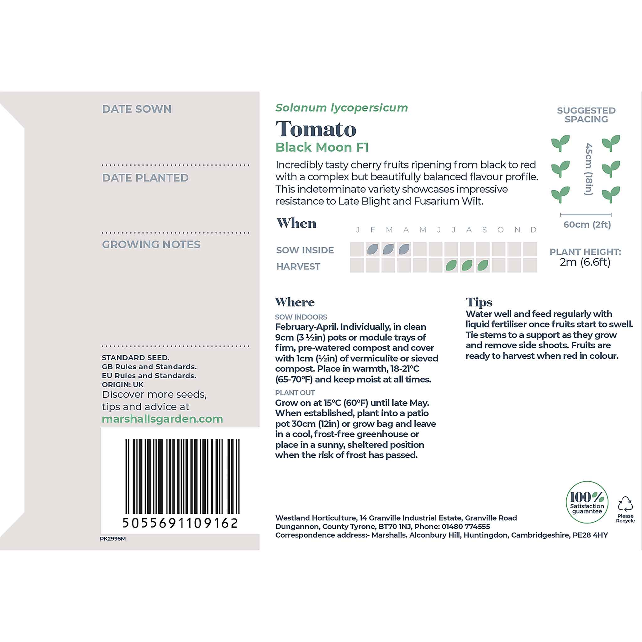 Tomato Seeds 'Black Moon' - Image 5