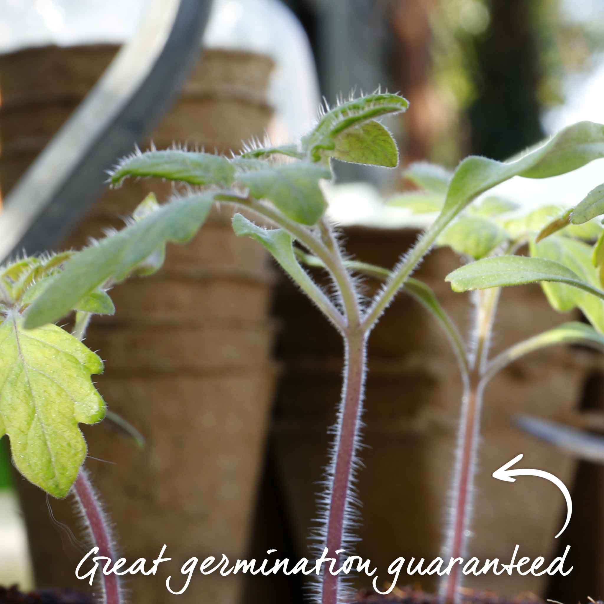 Tomato Seeds 'Buffalo Steak' - Image 7