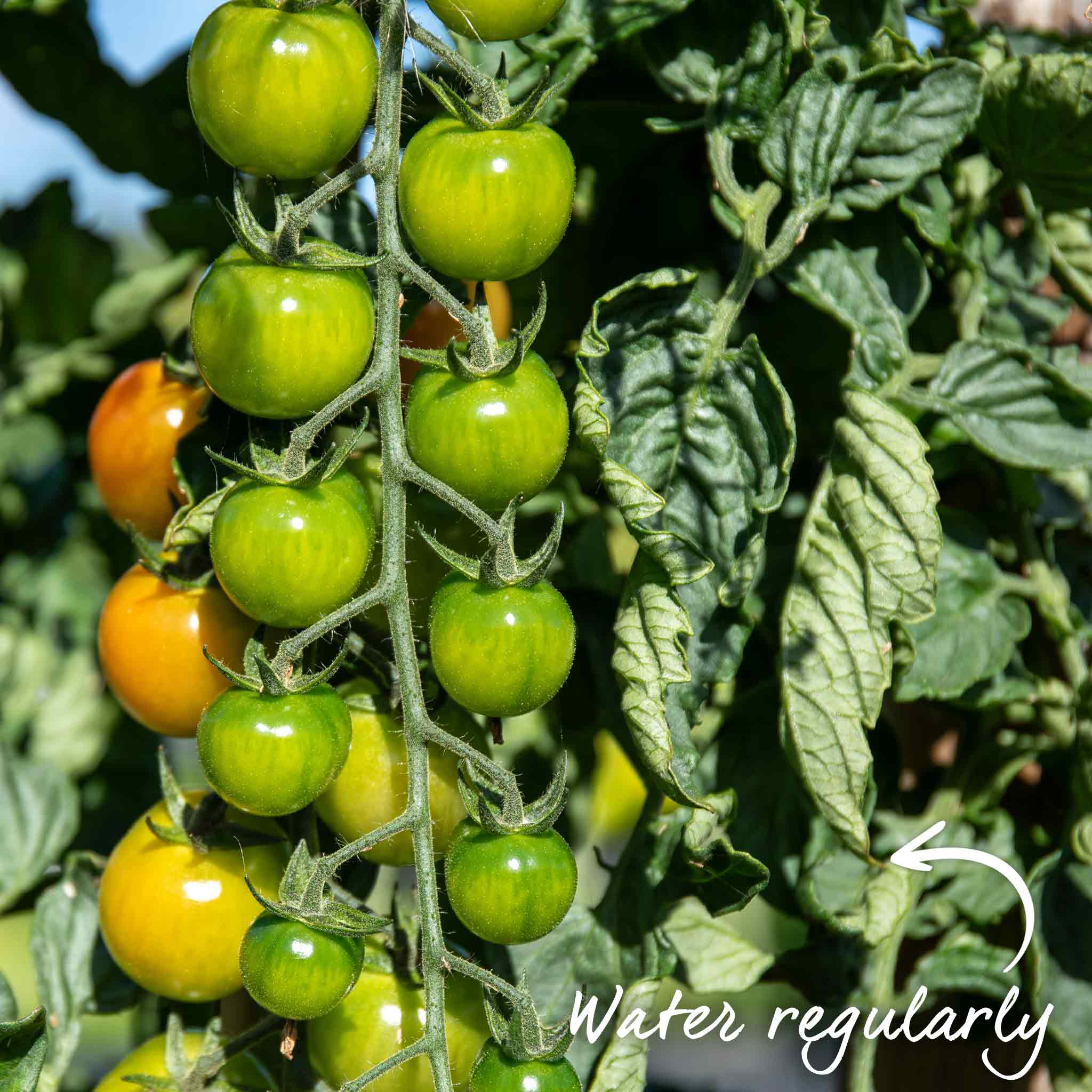 Cordon Tomato Seeds 'Moneymaker' - Image 13