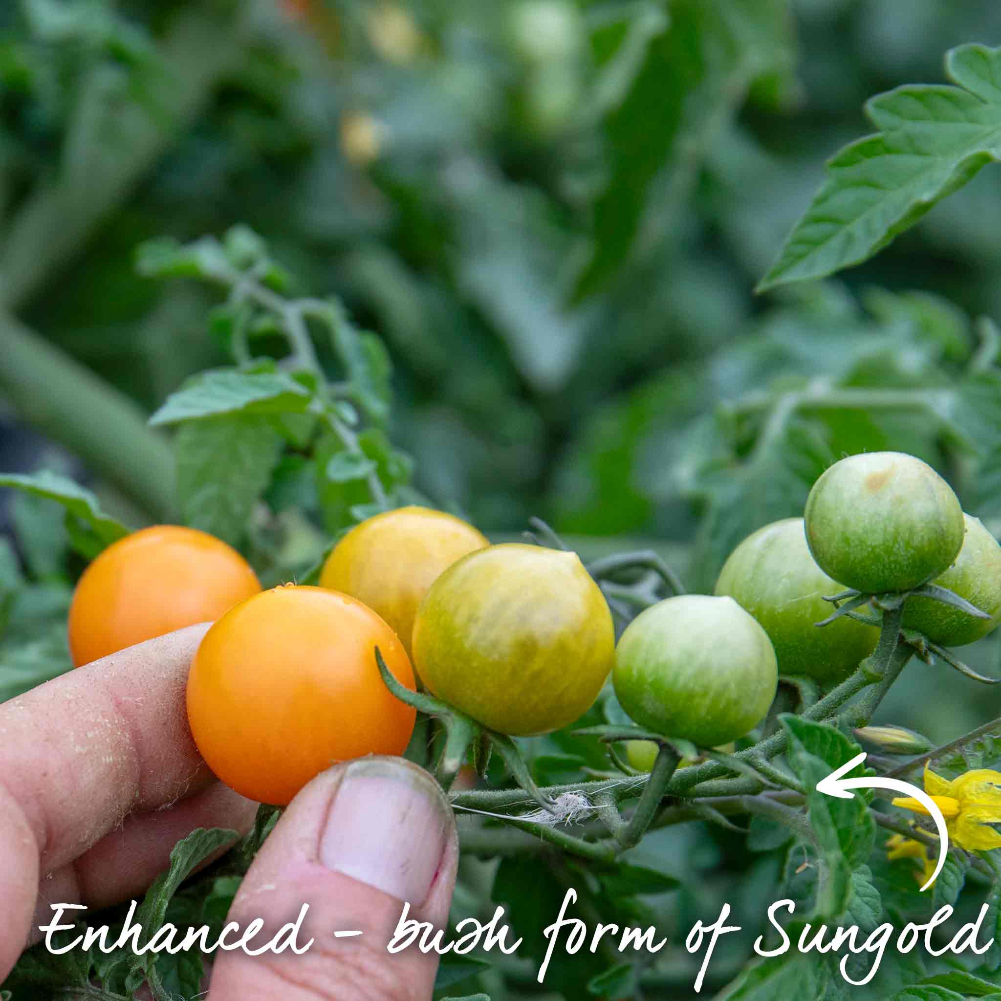 Tomato Seeds 'Orangeto' F1 - Image 2