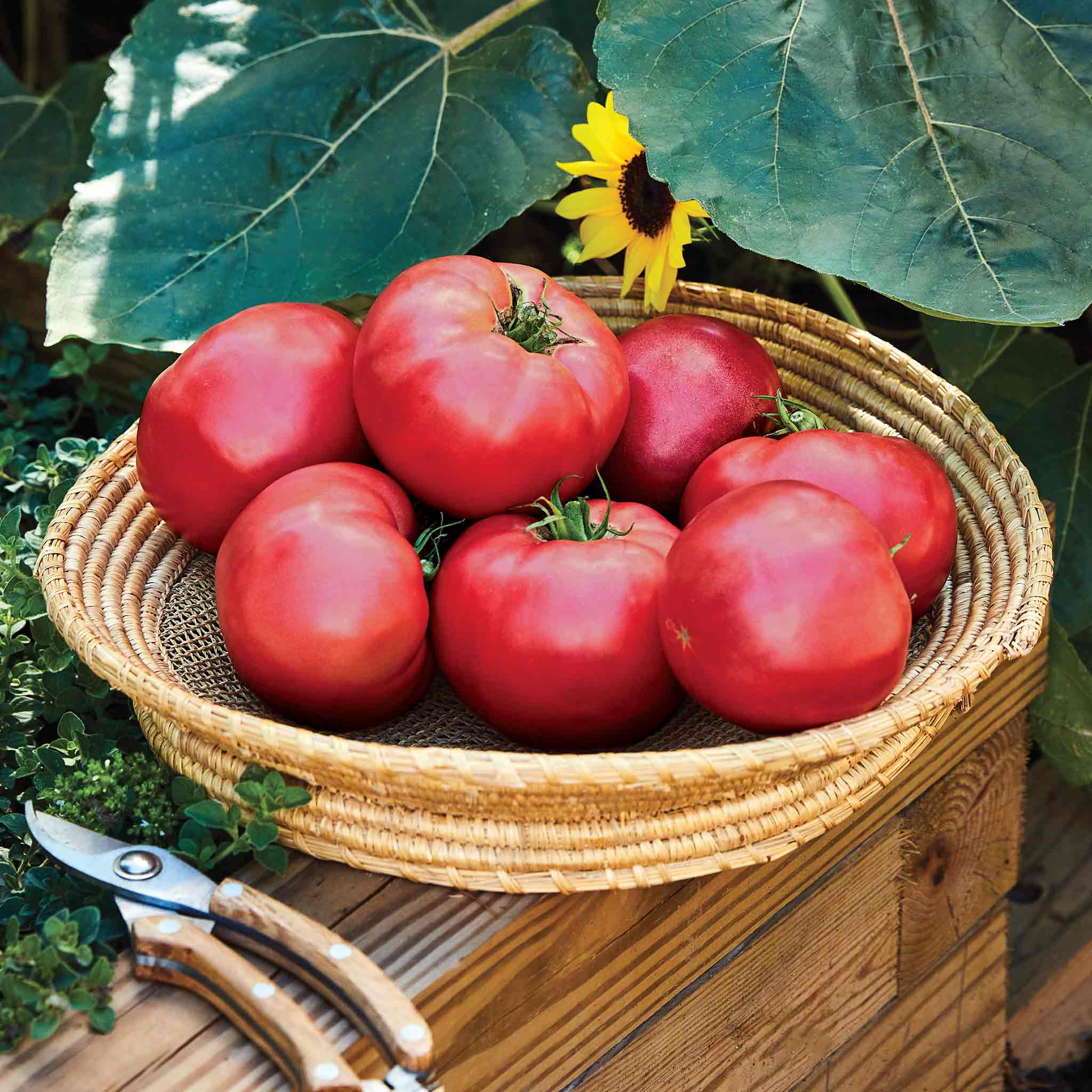 Tomato Seeds 'Rose Crush' - Image 6