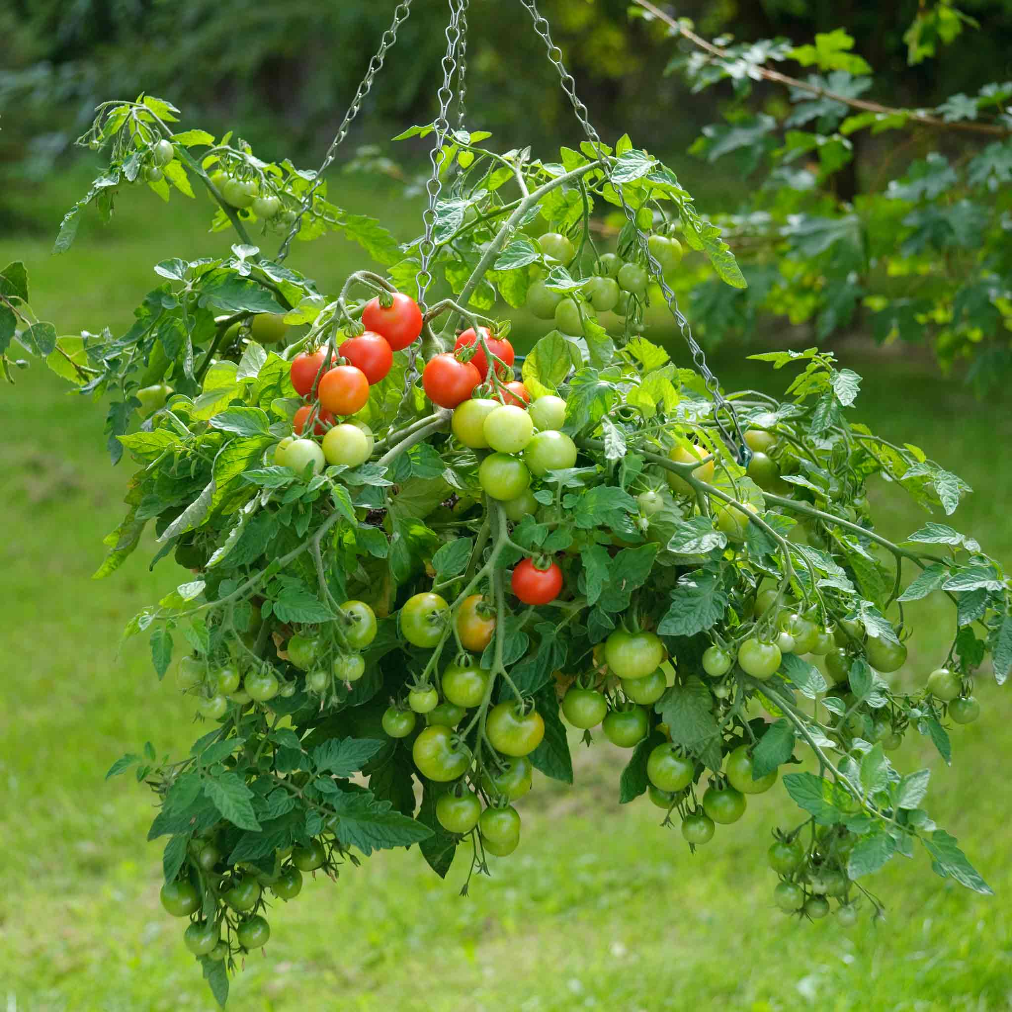 Tomato Seeds 'Siderno' - Image 2