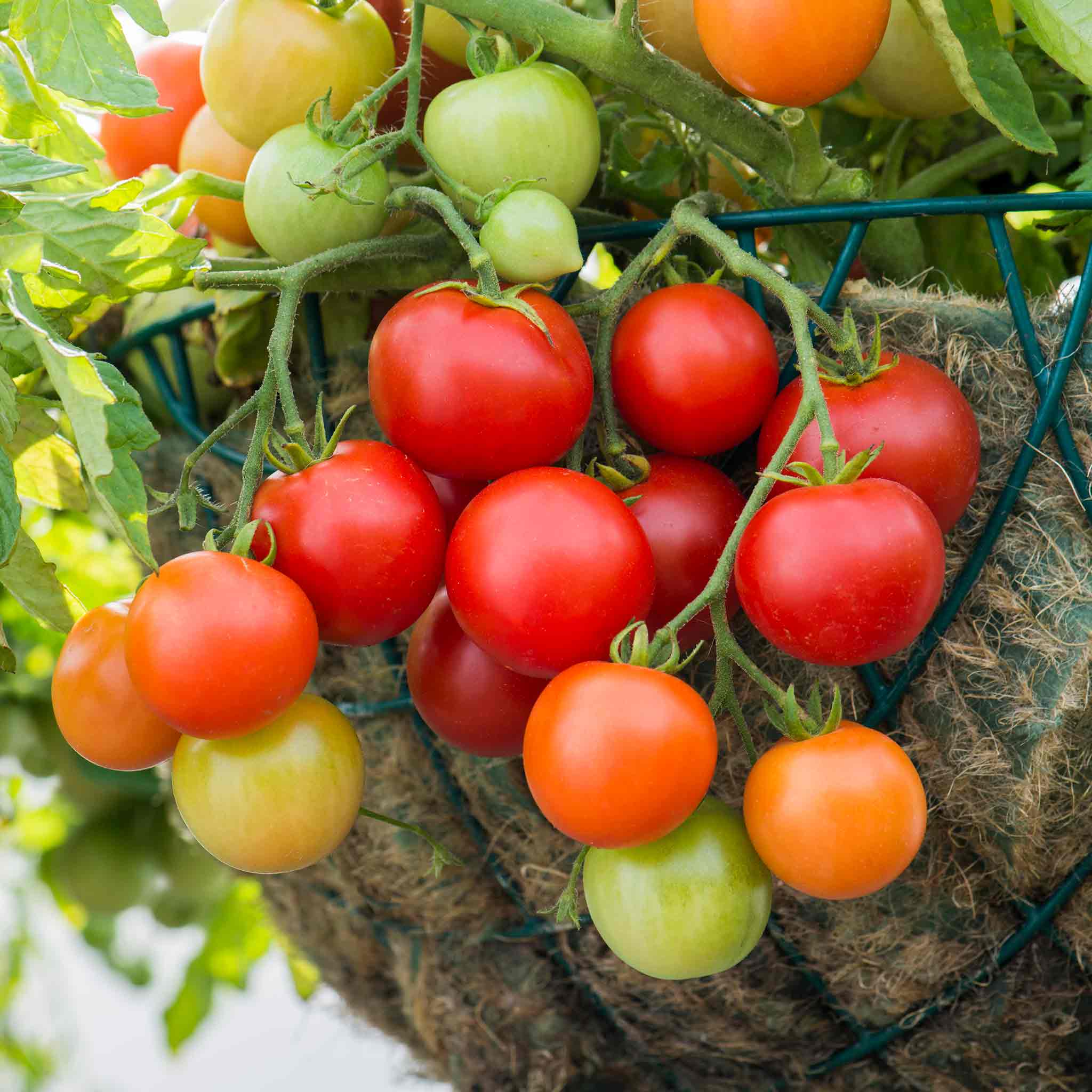 Tomato Seeds 'Siderno' - Image 3