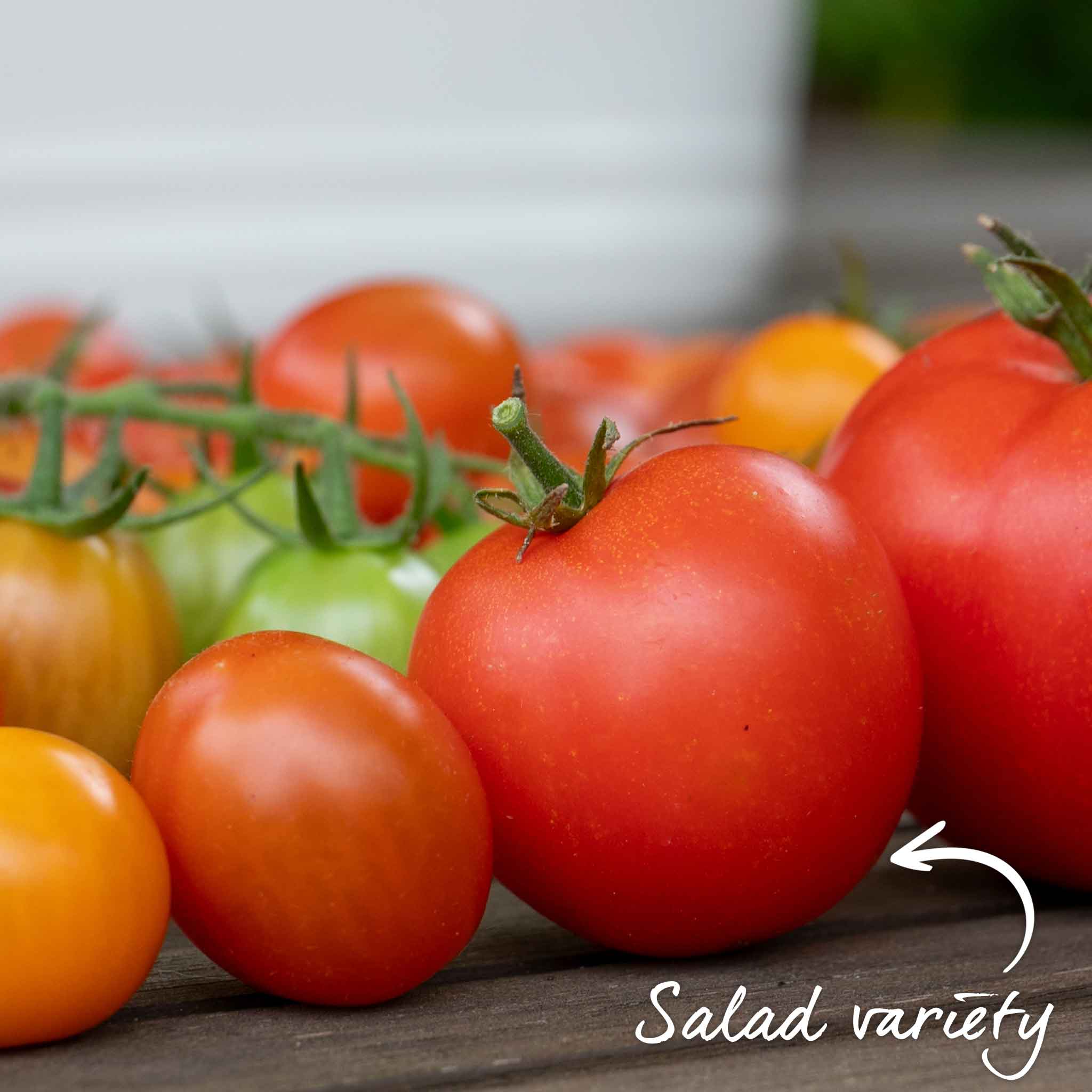 Cordon Tomato Seeds 'Shirley' F1 - Image 6