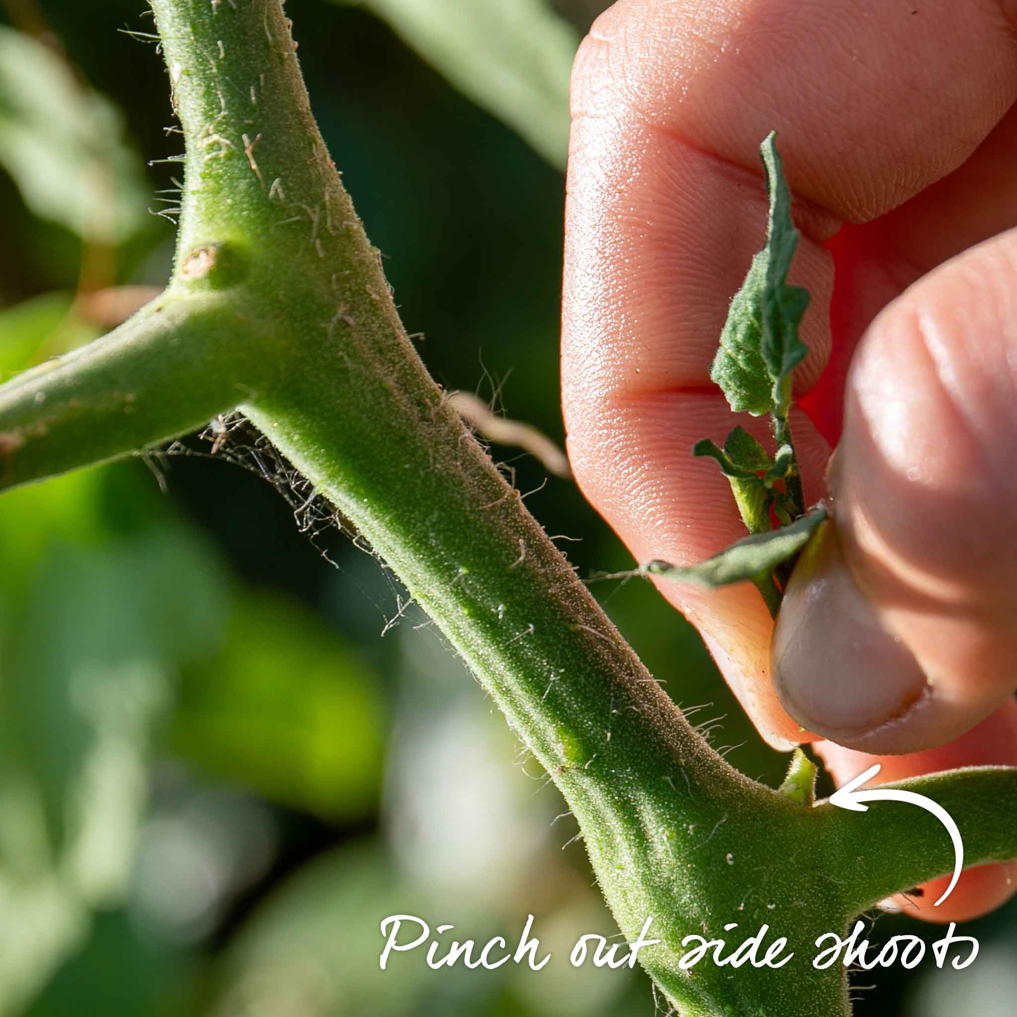 Tomato Seeds 'Super Mama' - Image 7
