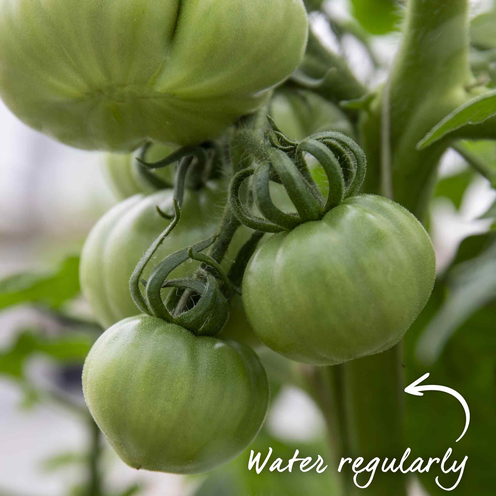 Tomato Seeds Semi Bush 'Super Marmande' - Image 12