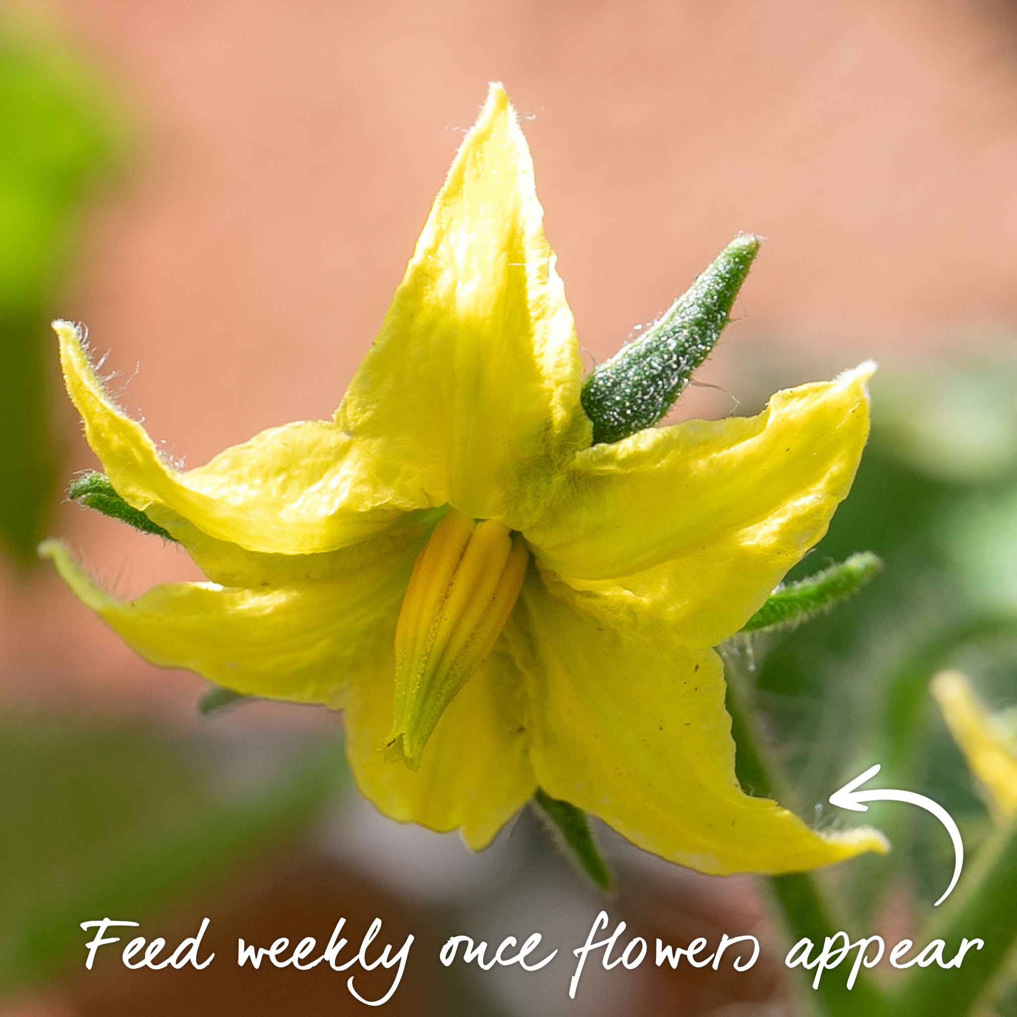 Tomato Seeds 'Supersteak' - Image 13