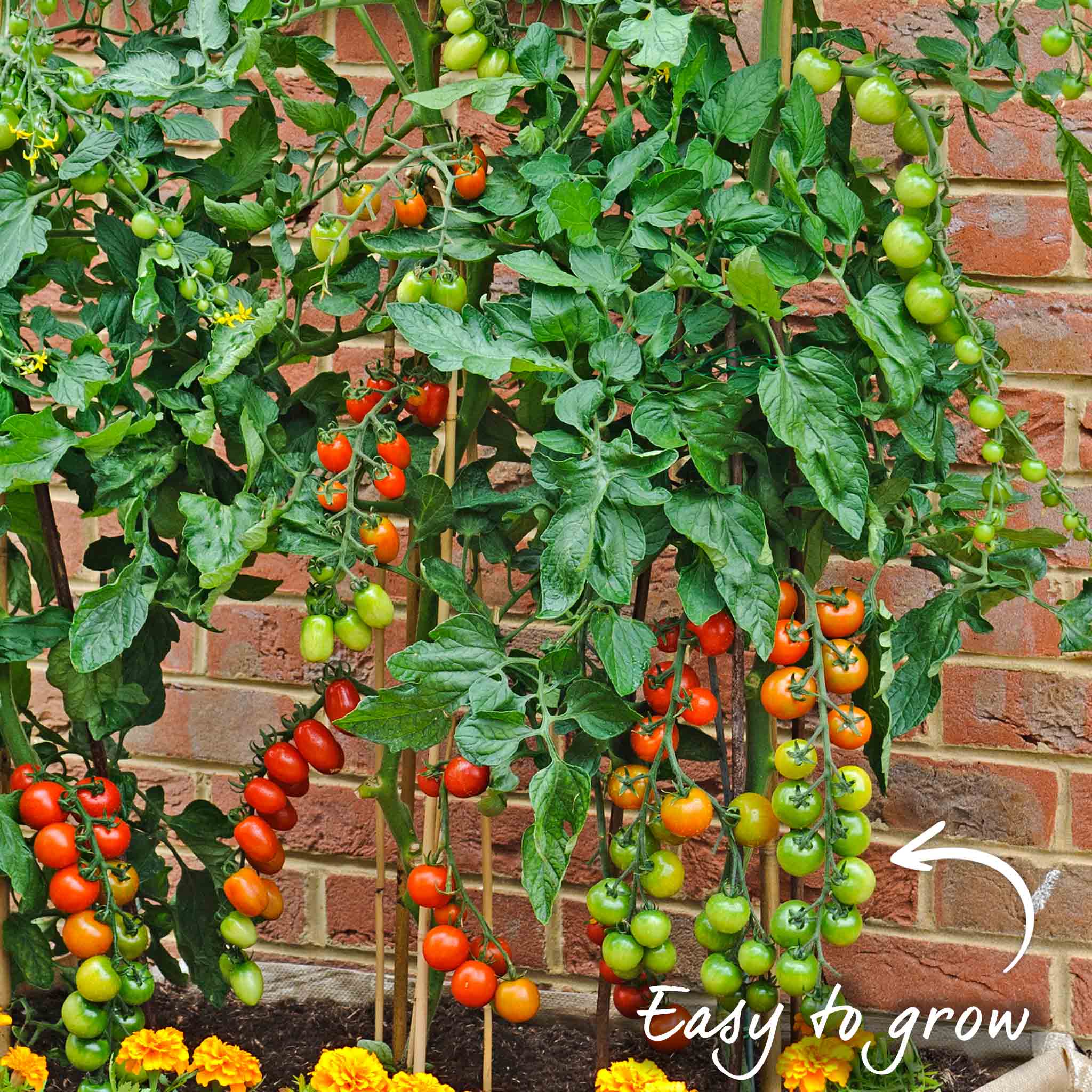 Tomato Seeds 'Sweet Million' F1 - Image 3