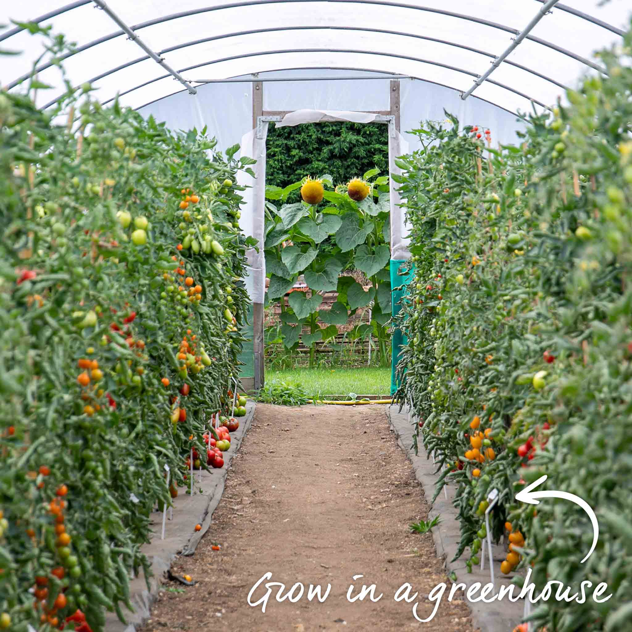 Tomato Seeds 'Sweet Success' F1 - Image 11