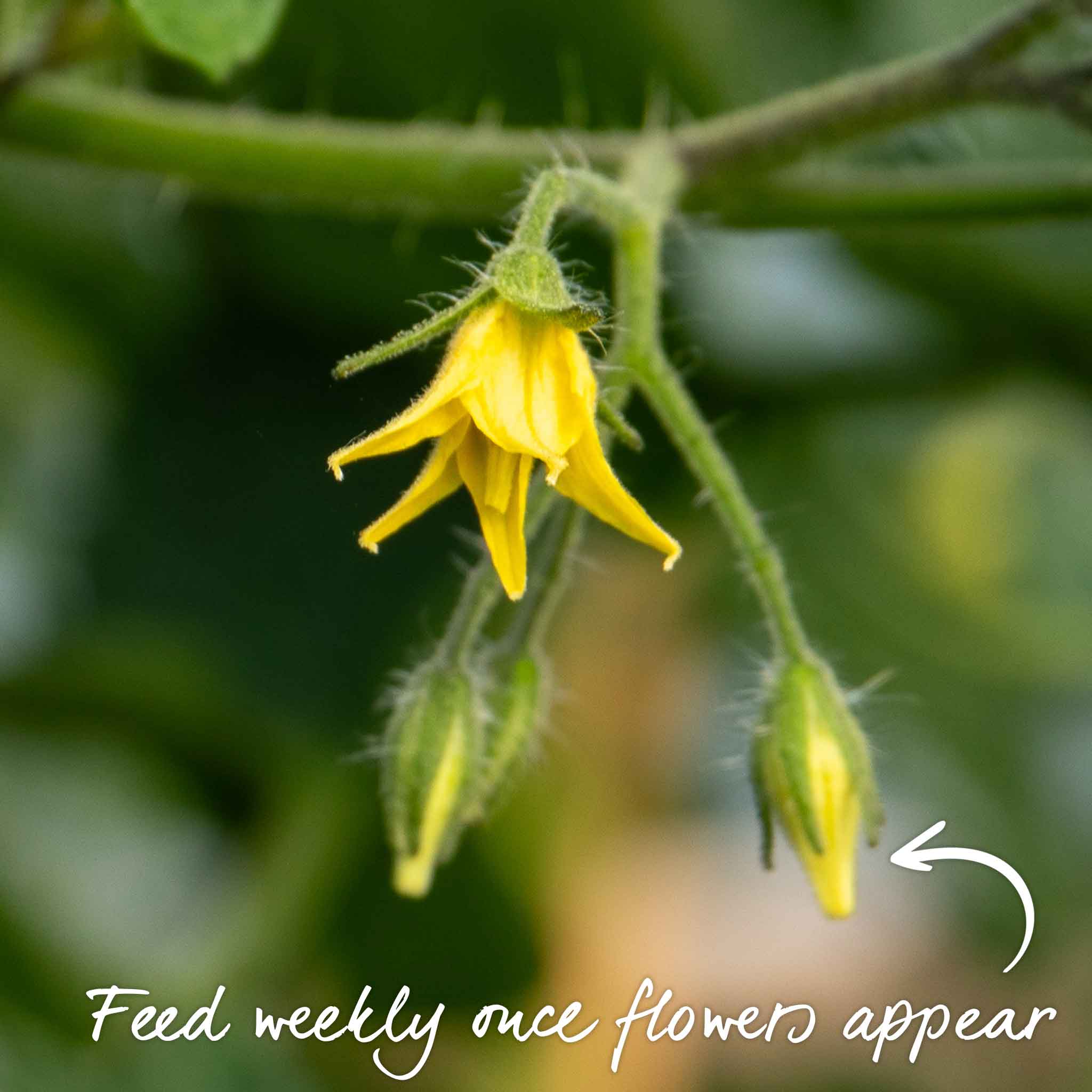 Tomato Seeds 'Sweet Success' F1 - Image 13