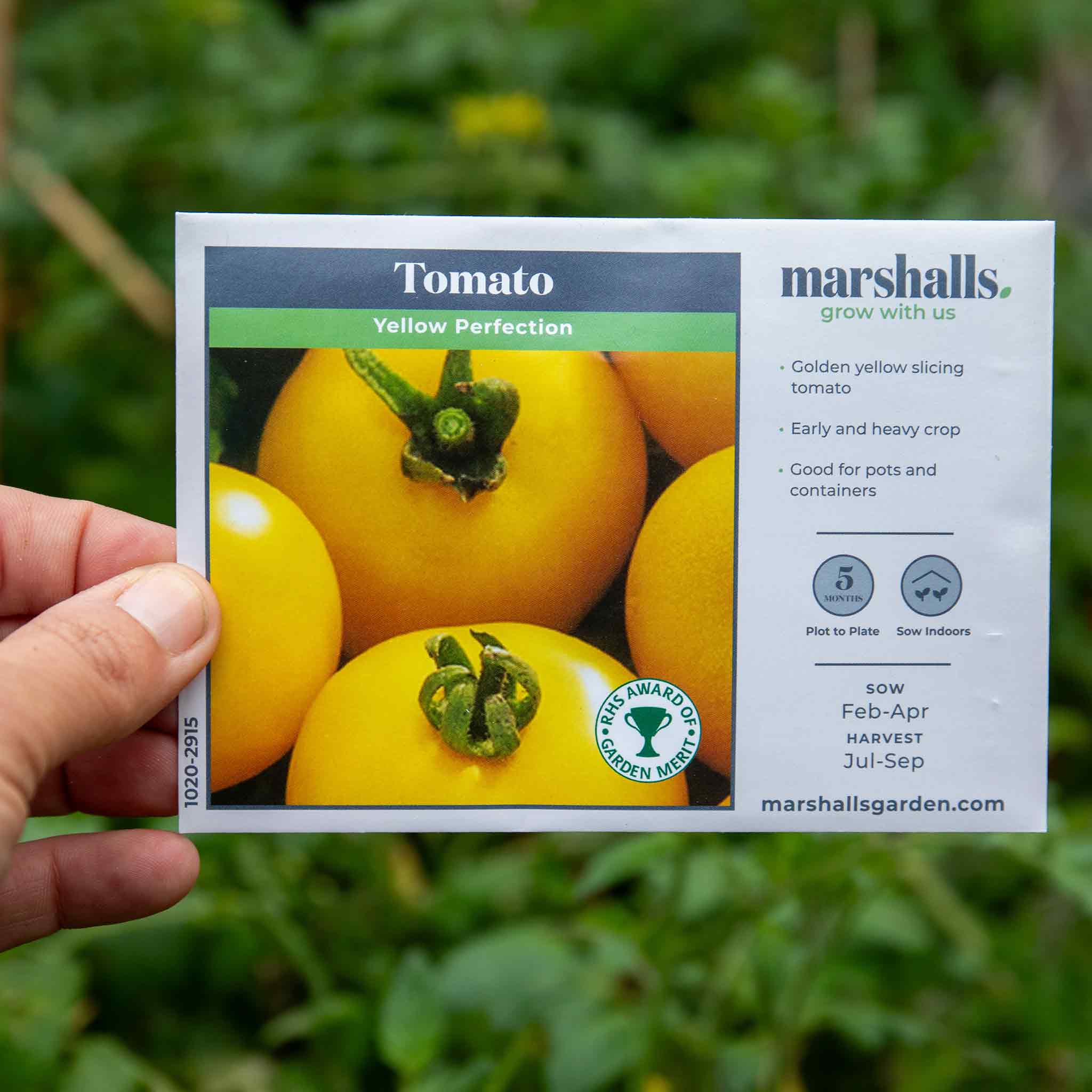 Tomato Seeds 'Yellow Perfection' - Image 14