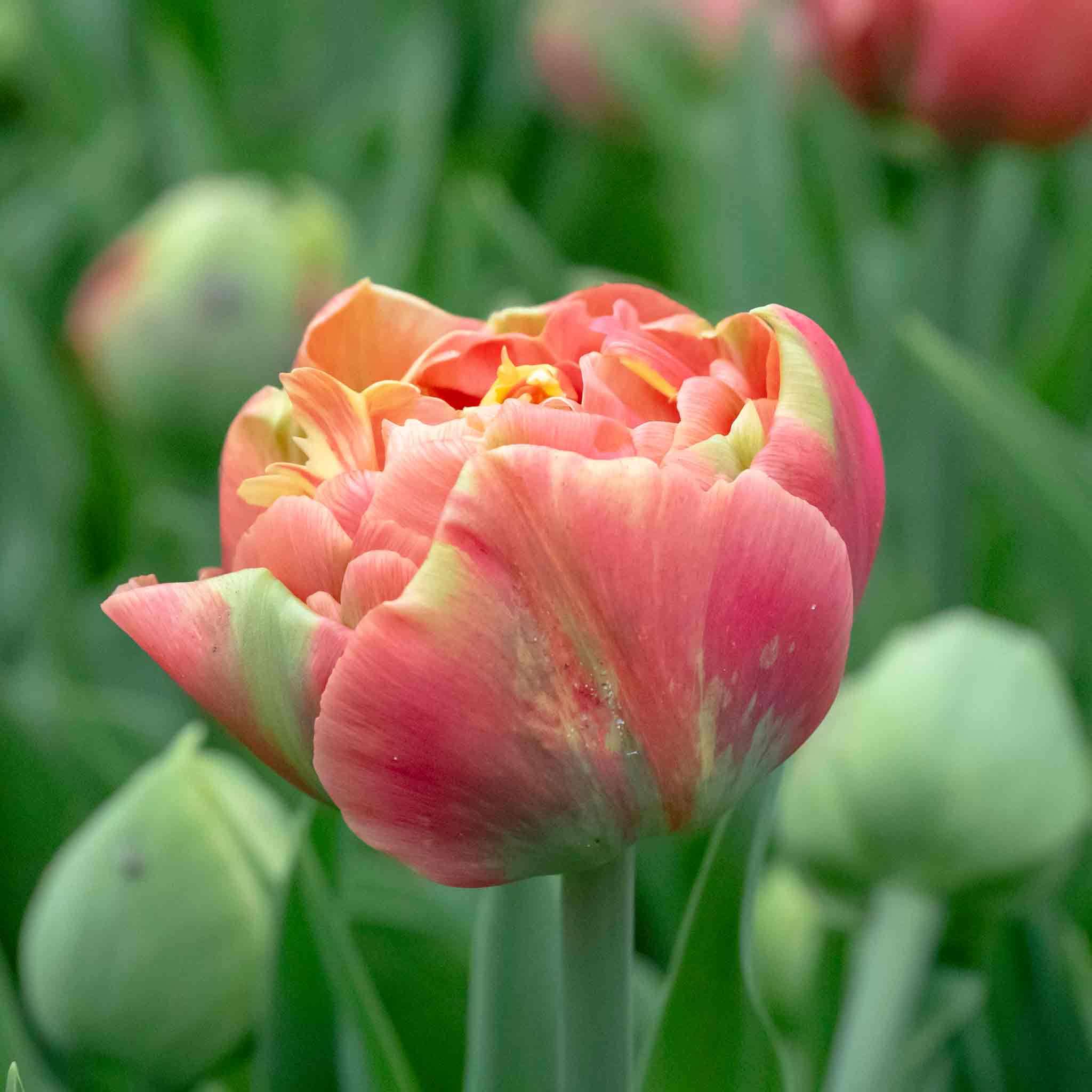 Tulip Bulbs 'Copper Image' - Image 3