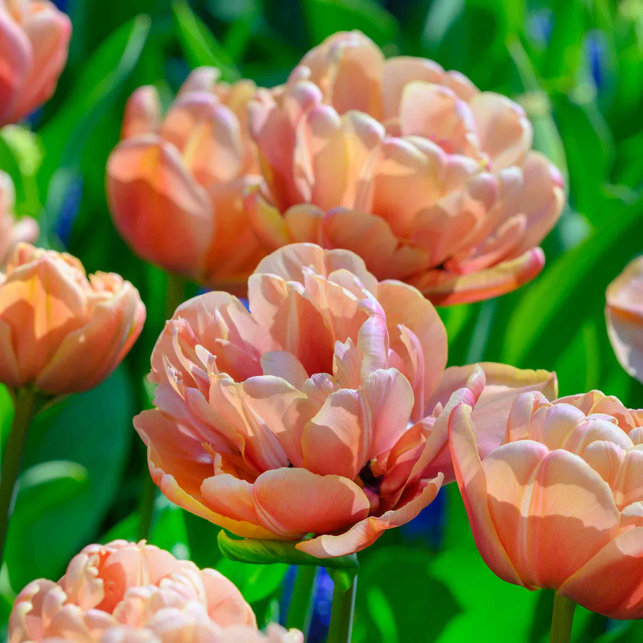 Tulip Bulbs 'Copper Image' - Image 4