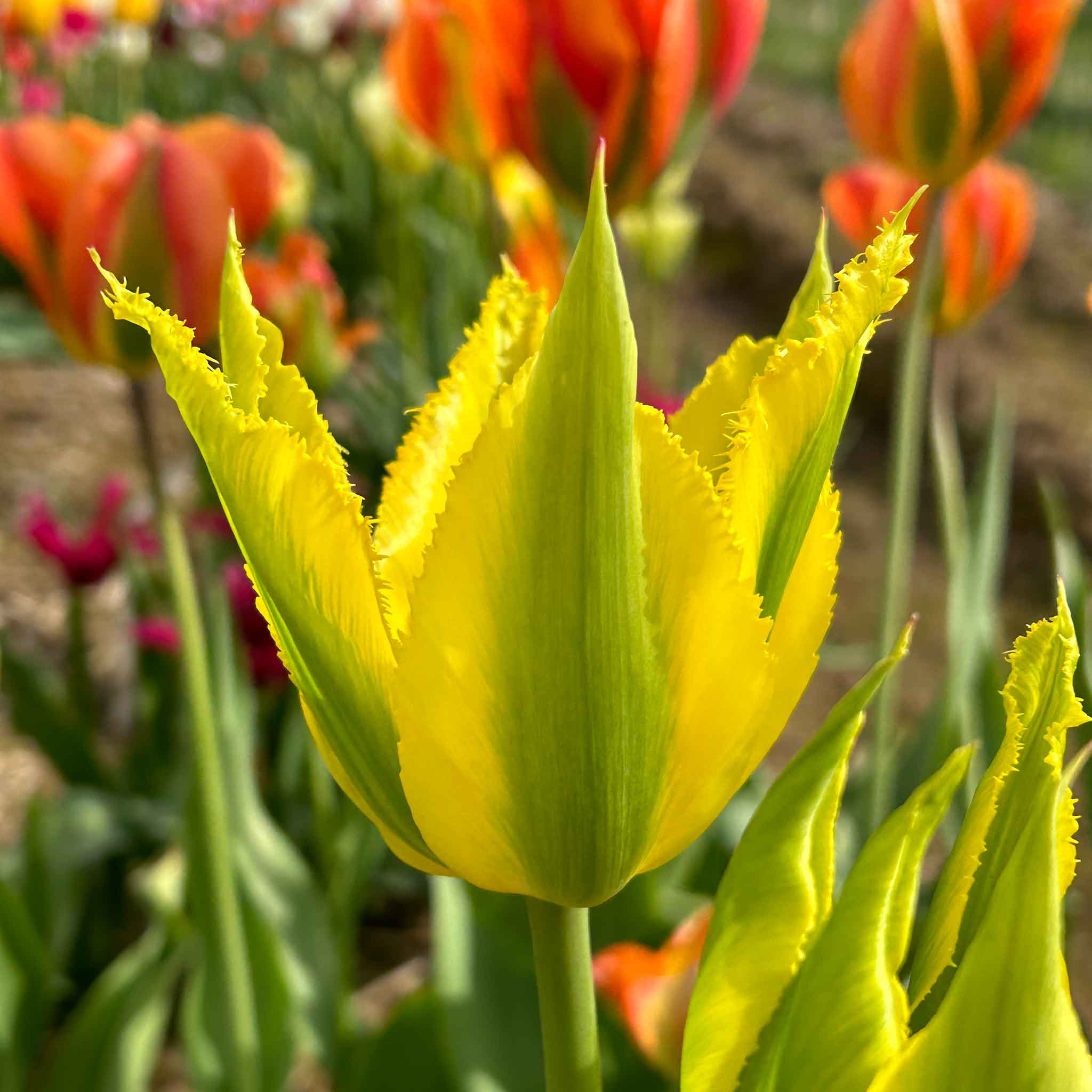 Tulip Bulbs 'Green Mile' - Image 7