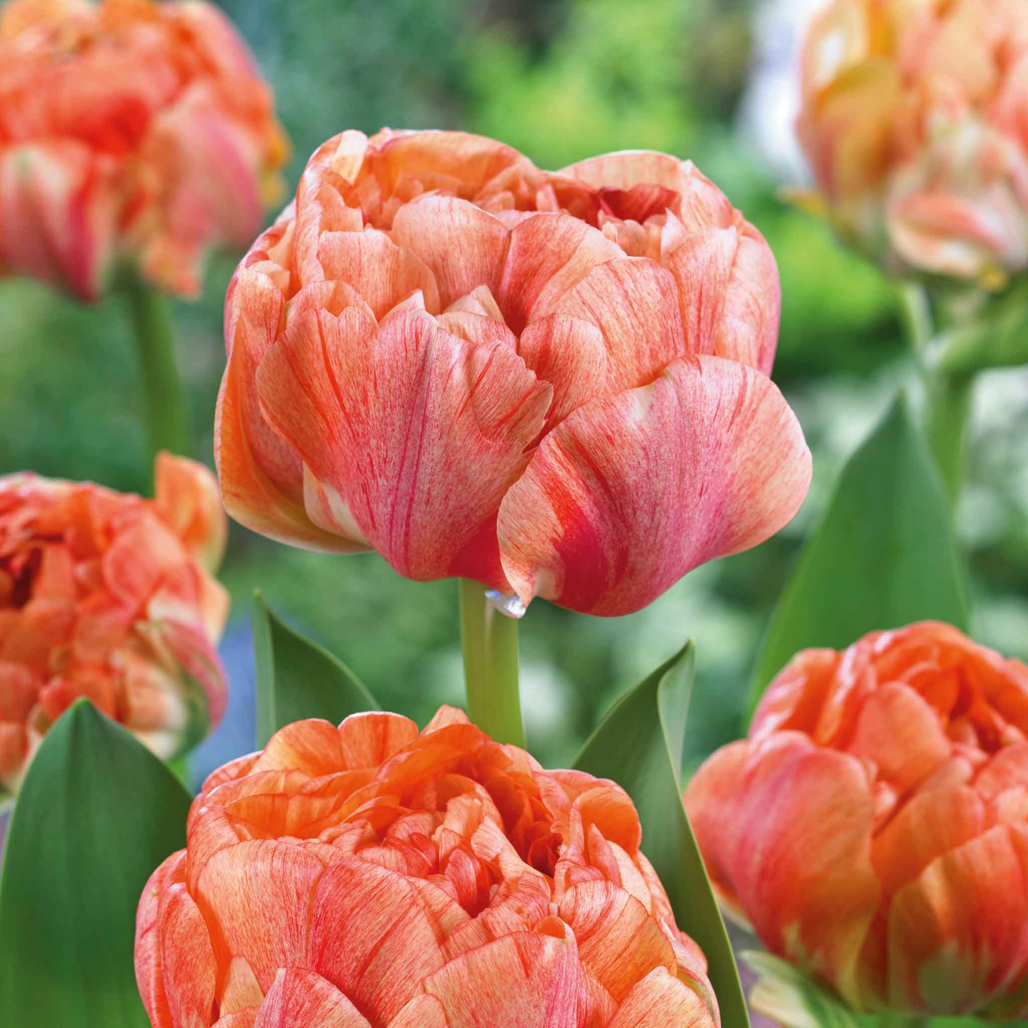 Tulip Bulbs 'Gudoshnik Double' - Image 3