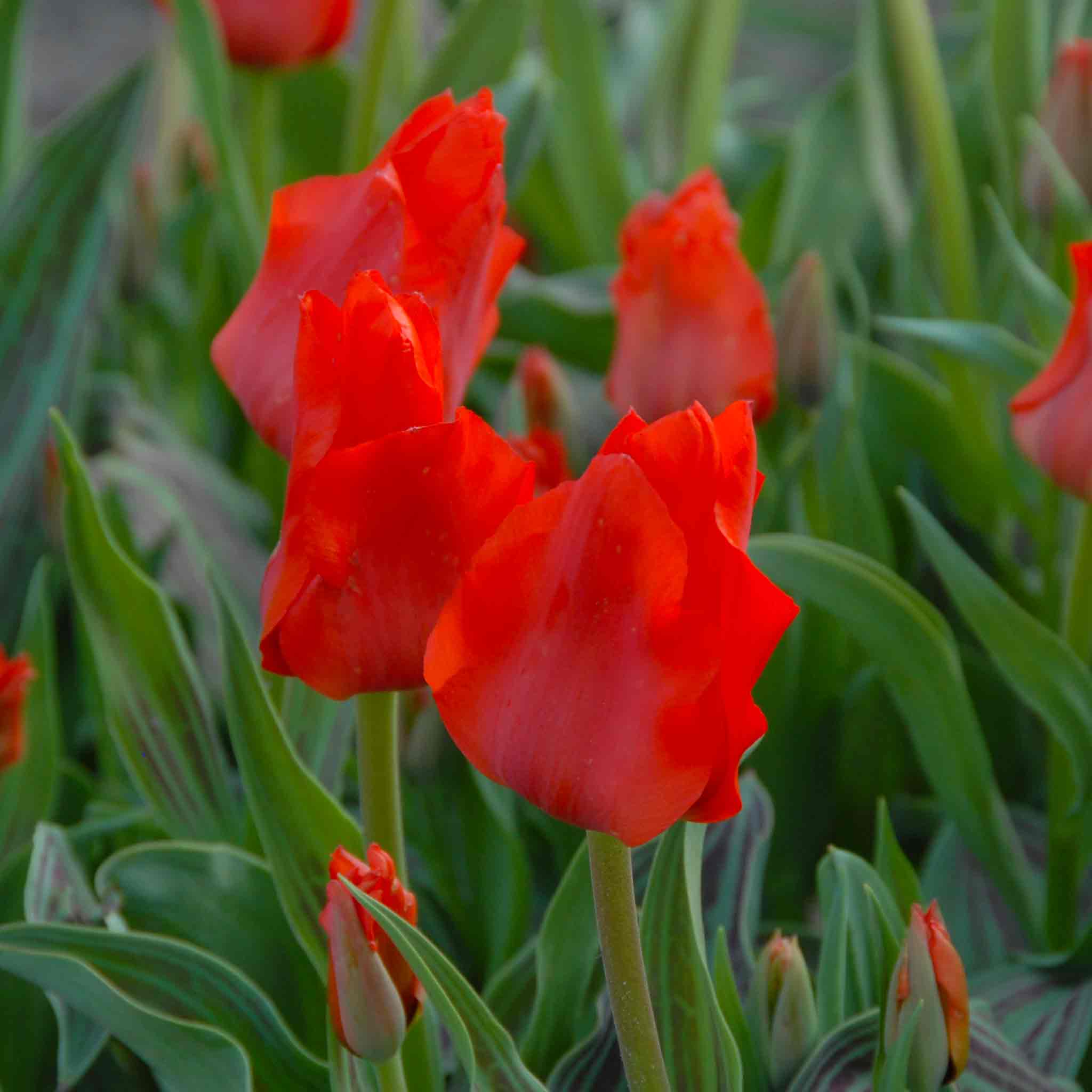 New Spring Flowering Bulbs