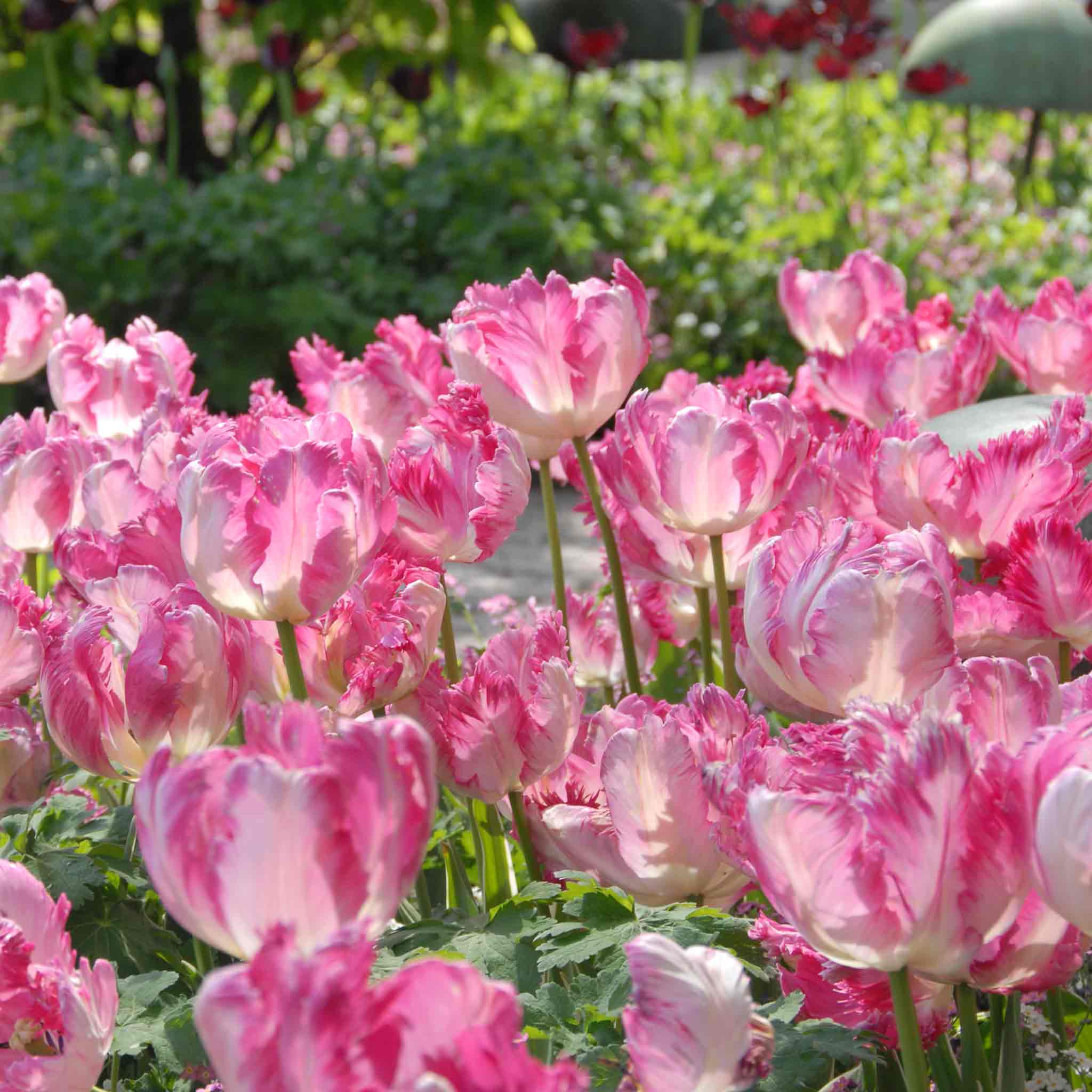 Tulip Bulbs 'Silver Parrot' - Image 3