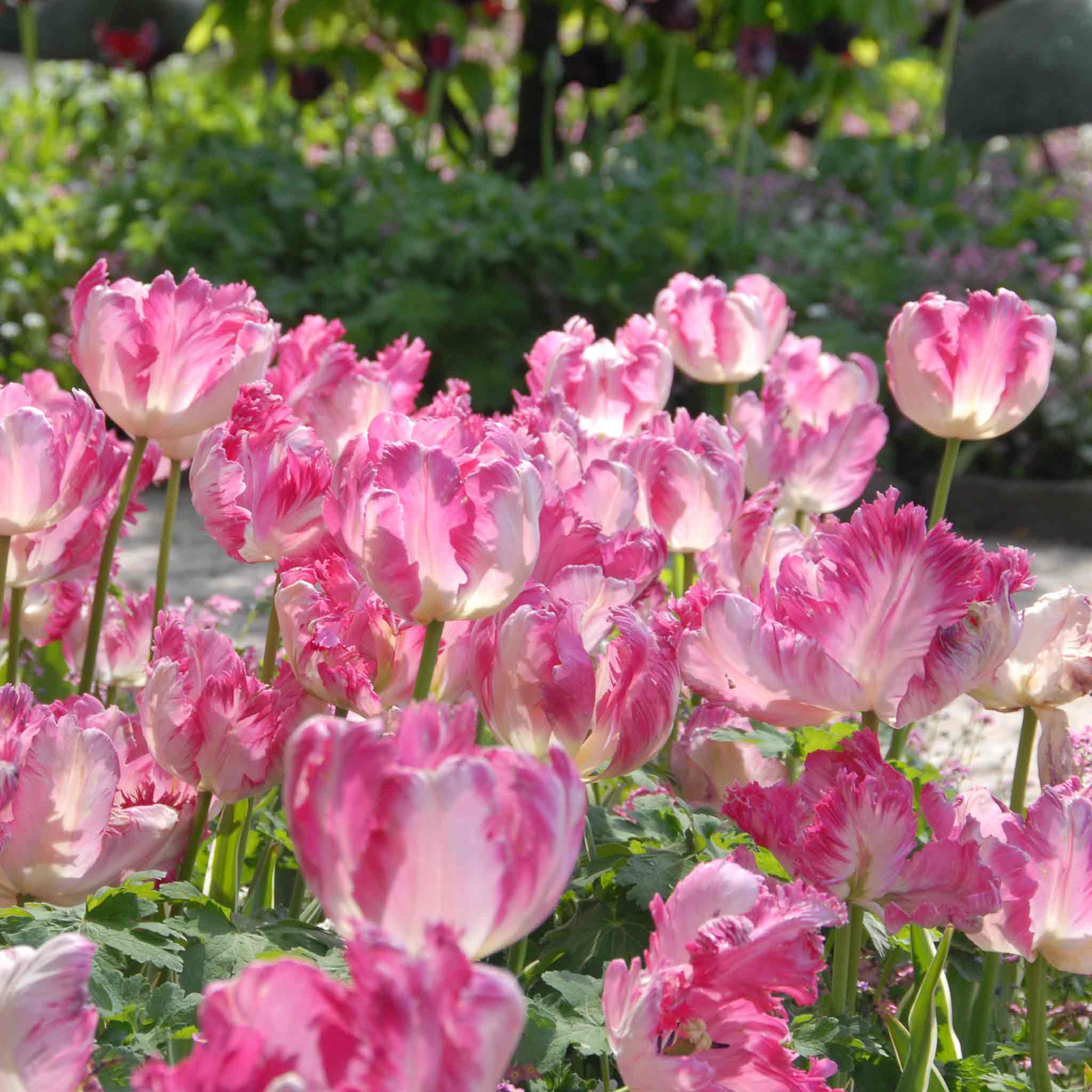 Tulip Bulbs 'Silver Parrot' - Image 7