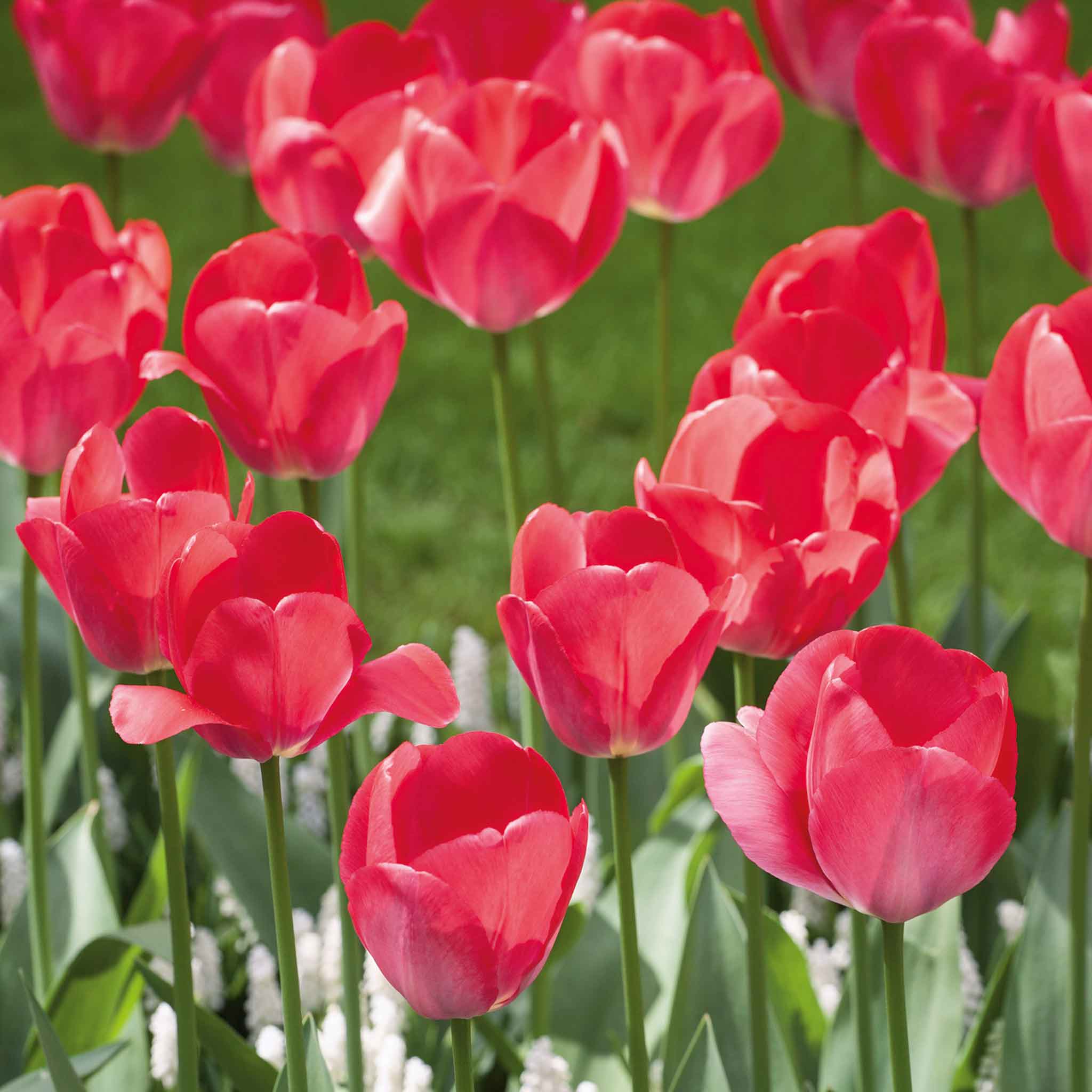 Tulip Bulbs 'Van Eijk' - Image 3