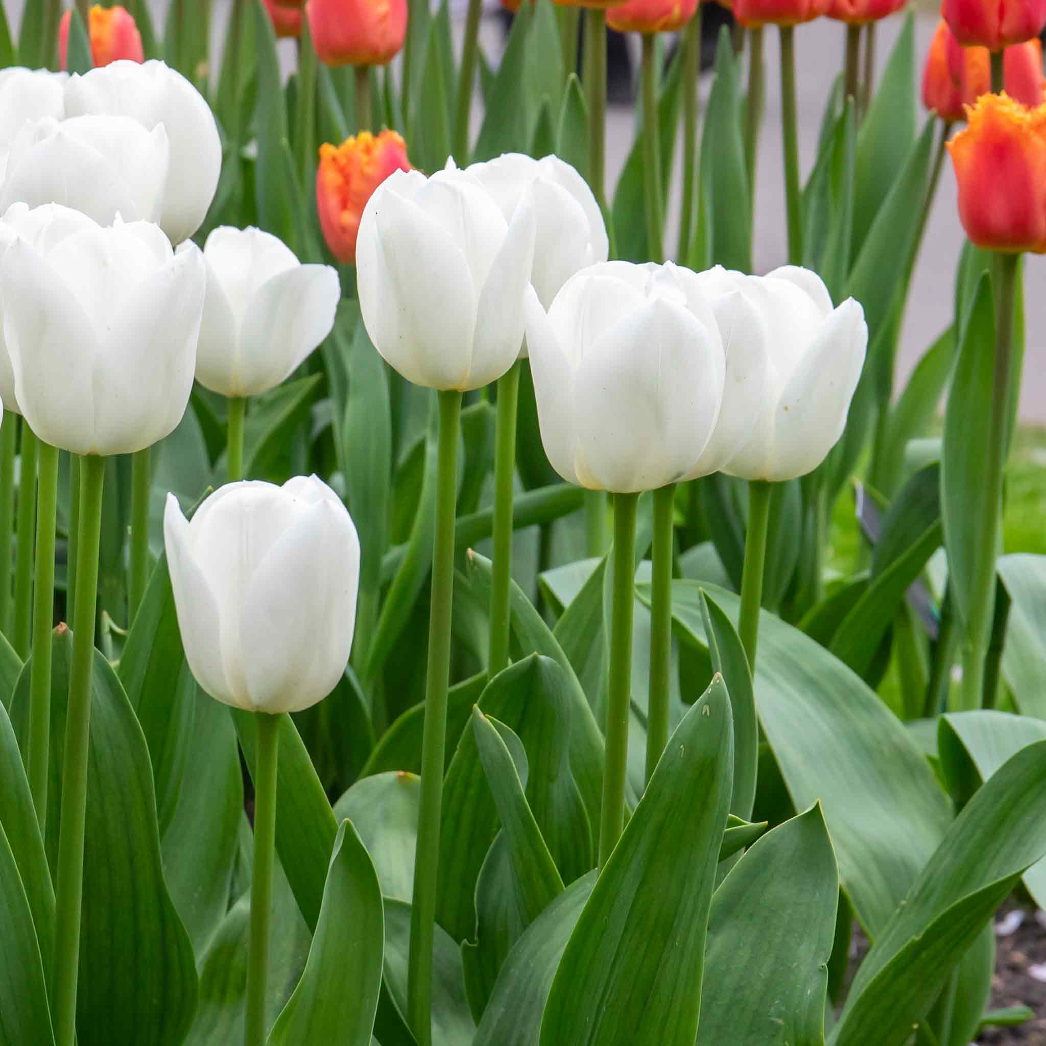 Tulip Bulbs 'Clearwater' - Image 10