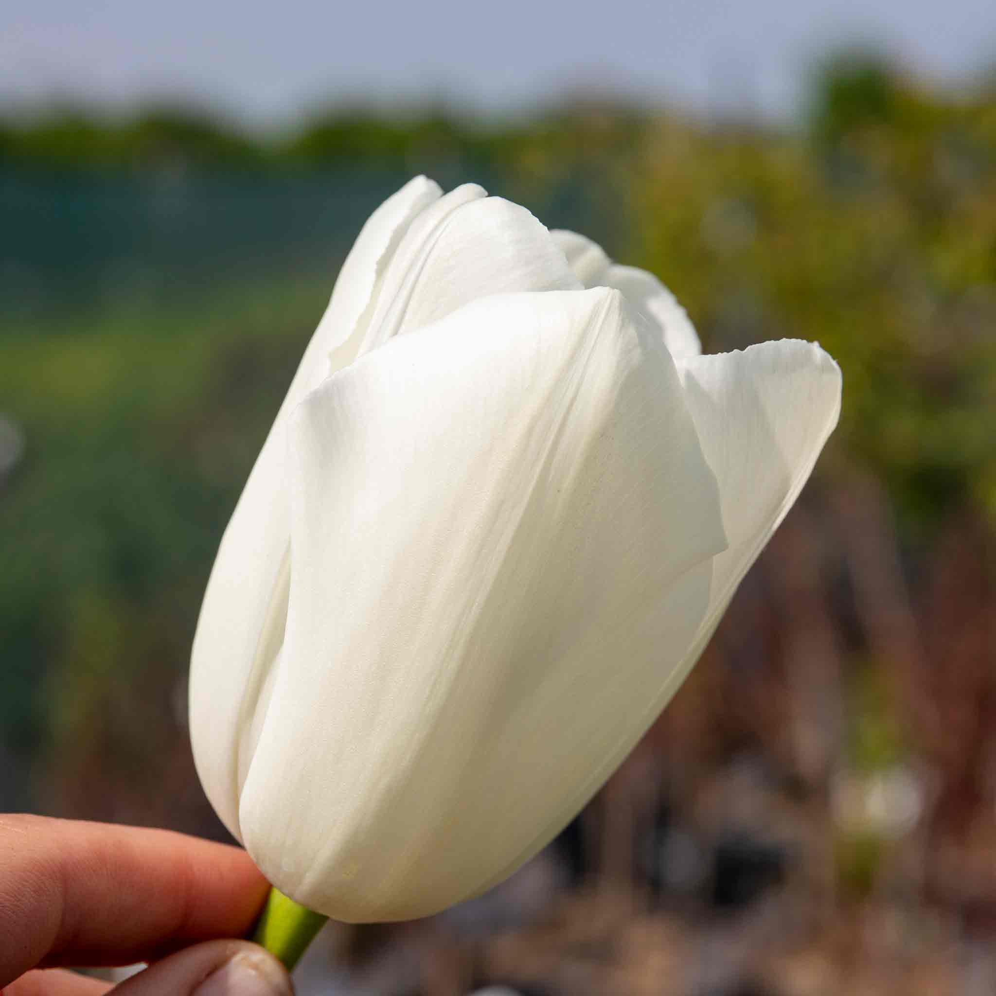 Tulip Bulbs 'Clearwater' - Image 3