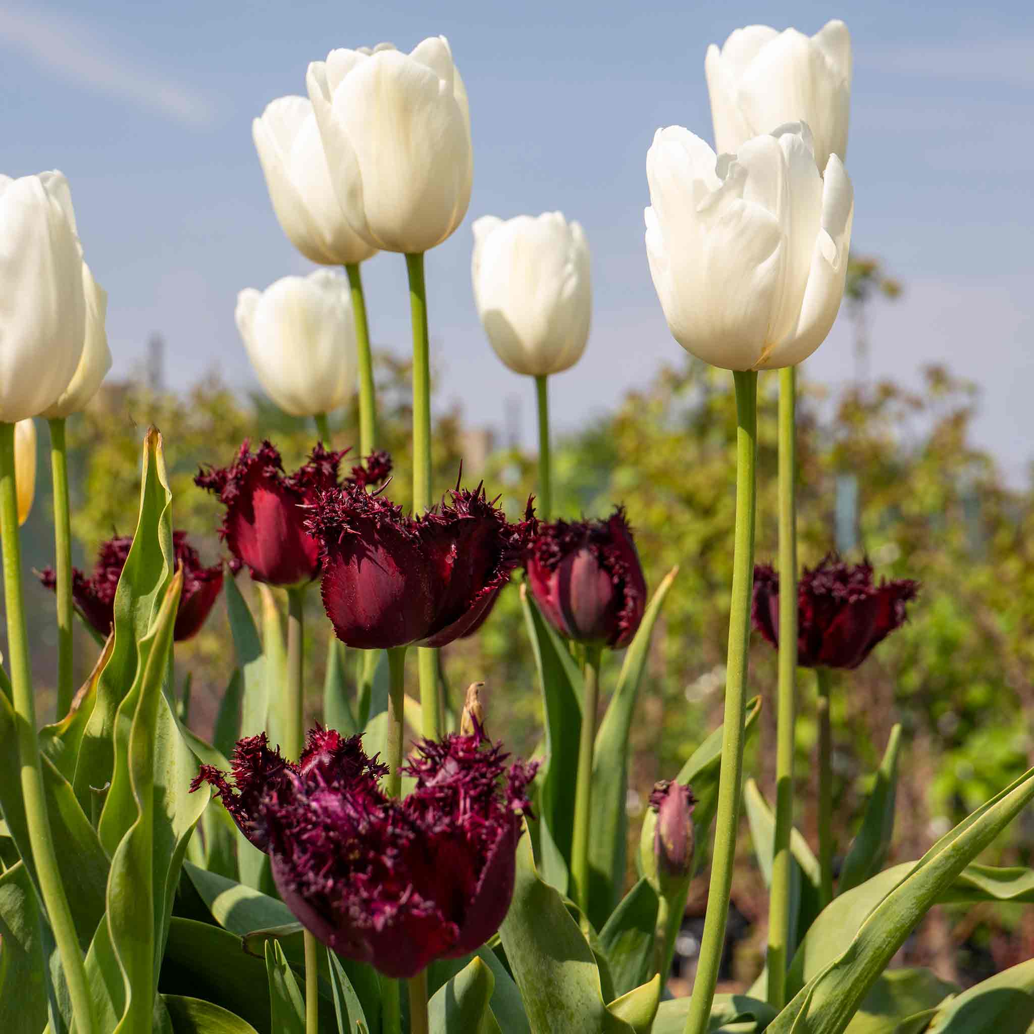 Tulip Bulbs 'Clearwater' - Image 4