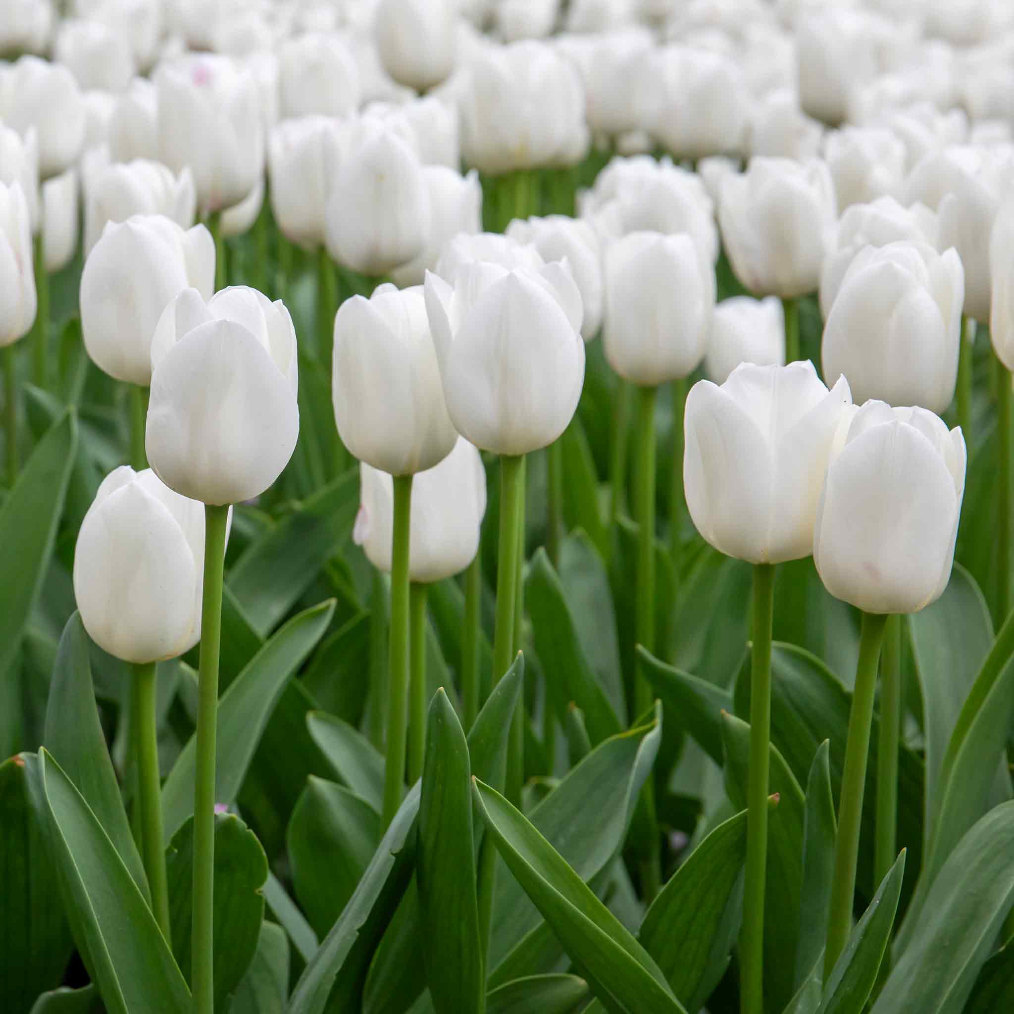 Tulip Bulbs 'Clearwater' - Image 7