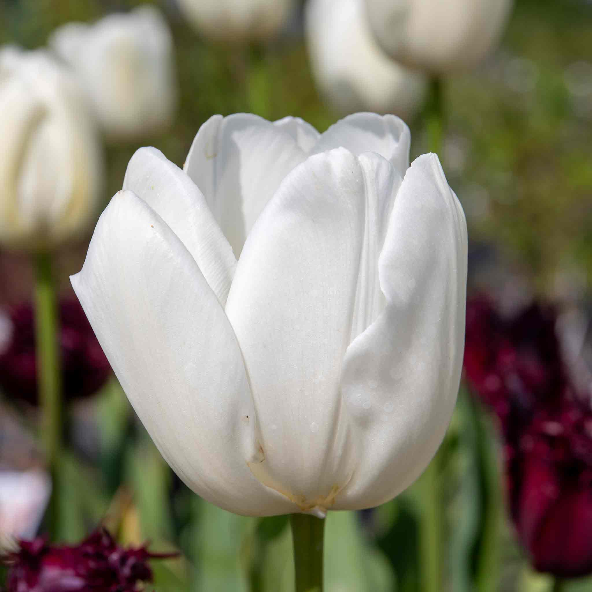Tulip Bulbs 'Clearwater' - Image 9