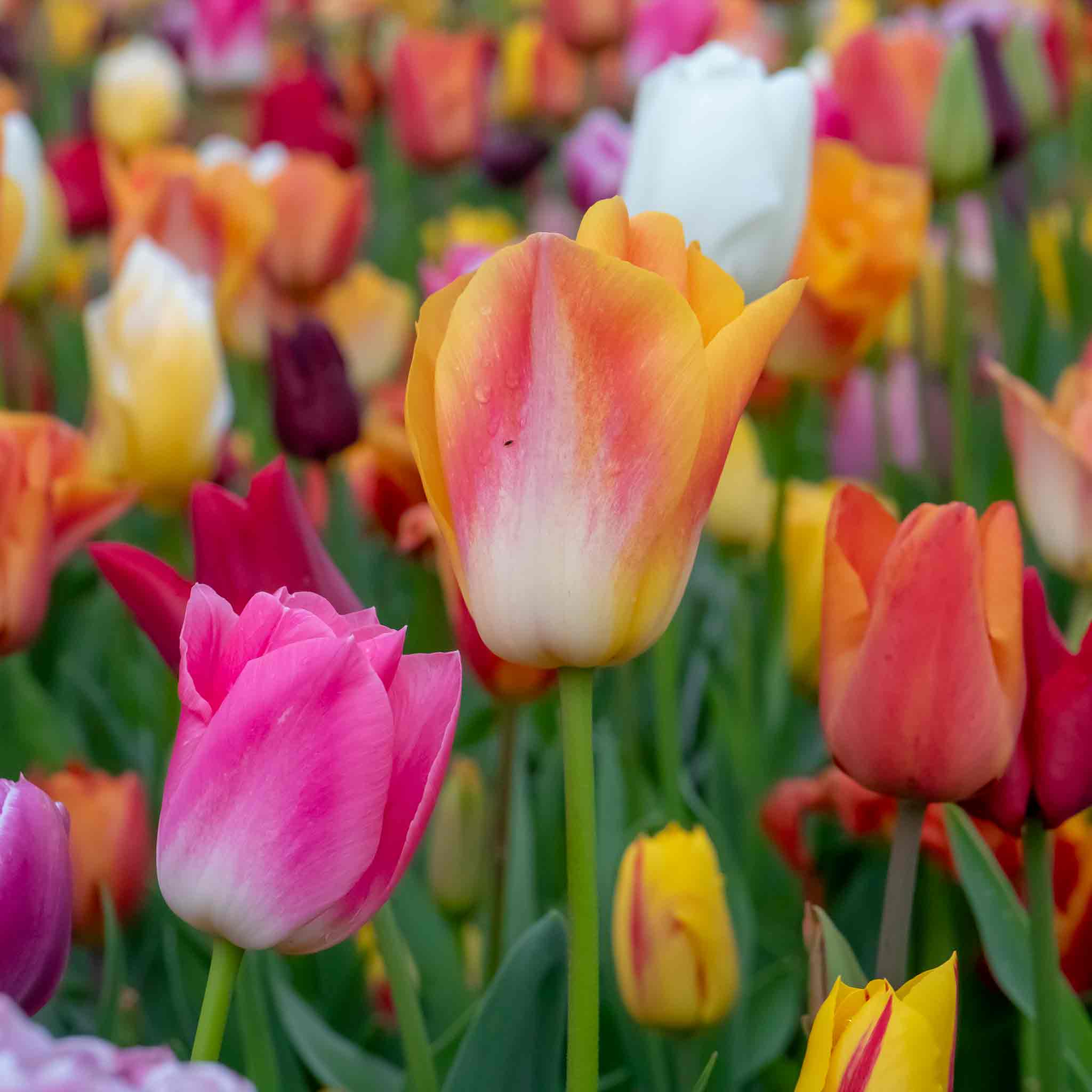 Tulip Bulbs Mixed Border Collection - Image 10