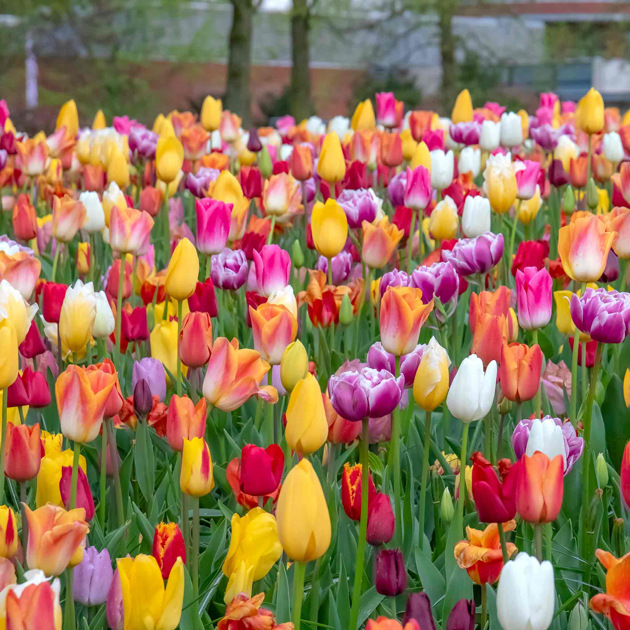 Tulip Bulbs Mixed Border Collection - Image 11