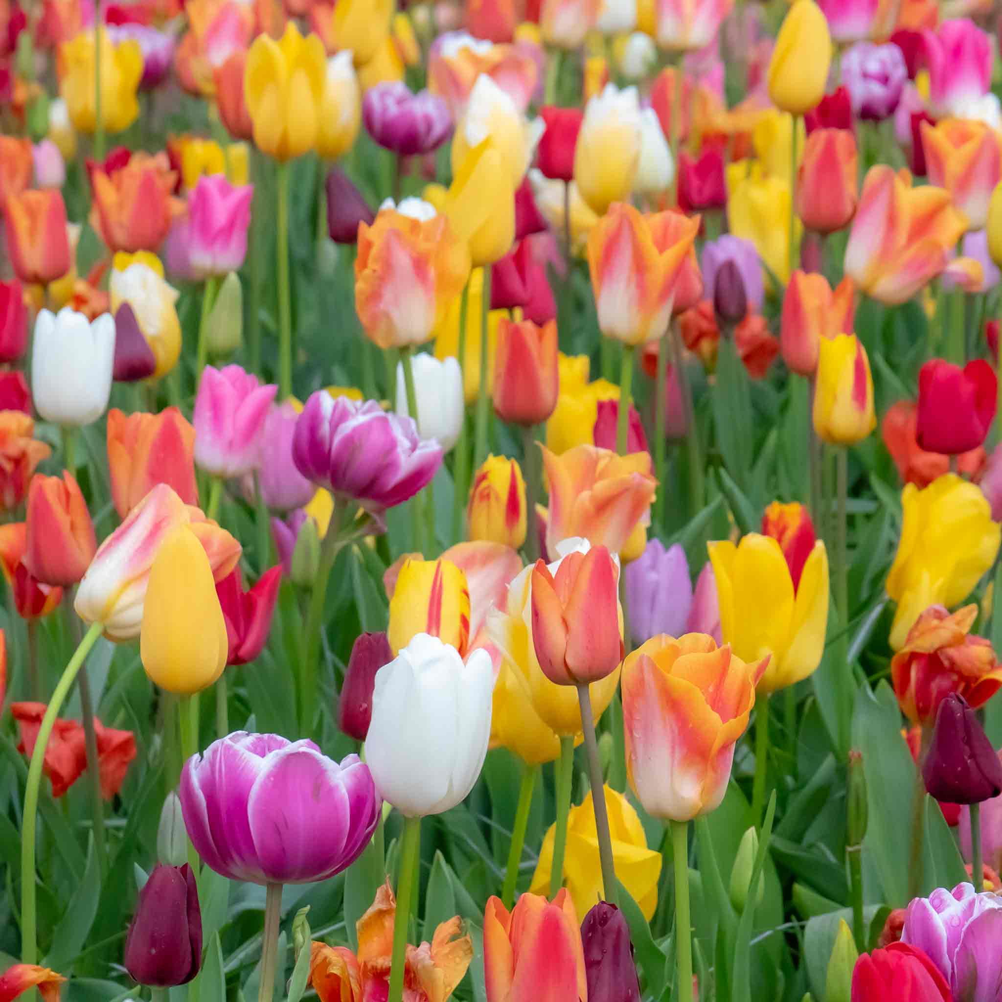 Tulip Bulbs Mixed Border Collection - Image 3