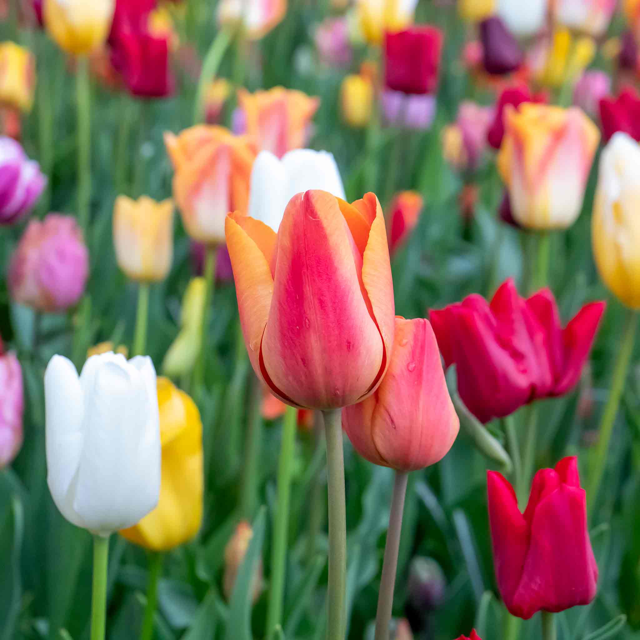 Tulip Bulbs Mixed Border Collection - Image 7