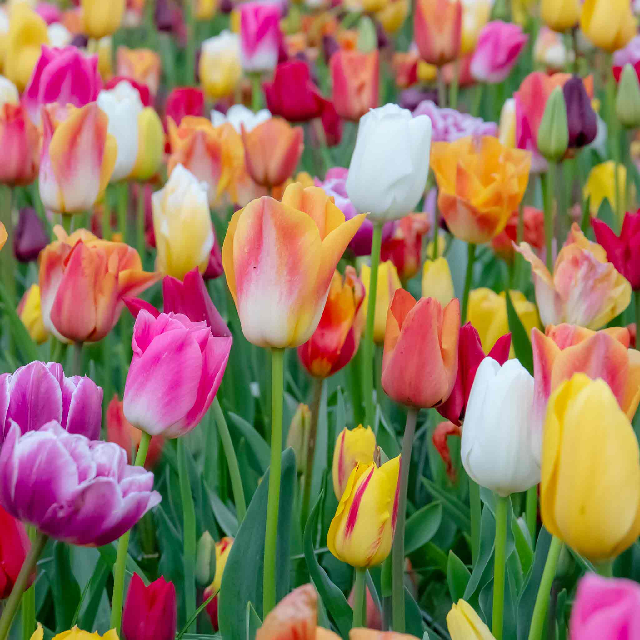 Tulip Bulbs Mixed Border Collection - Image 9