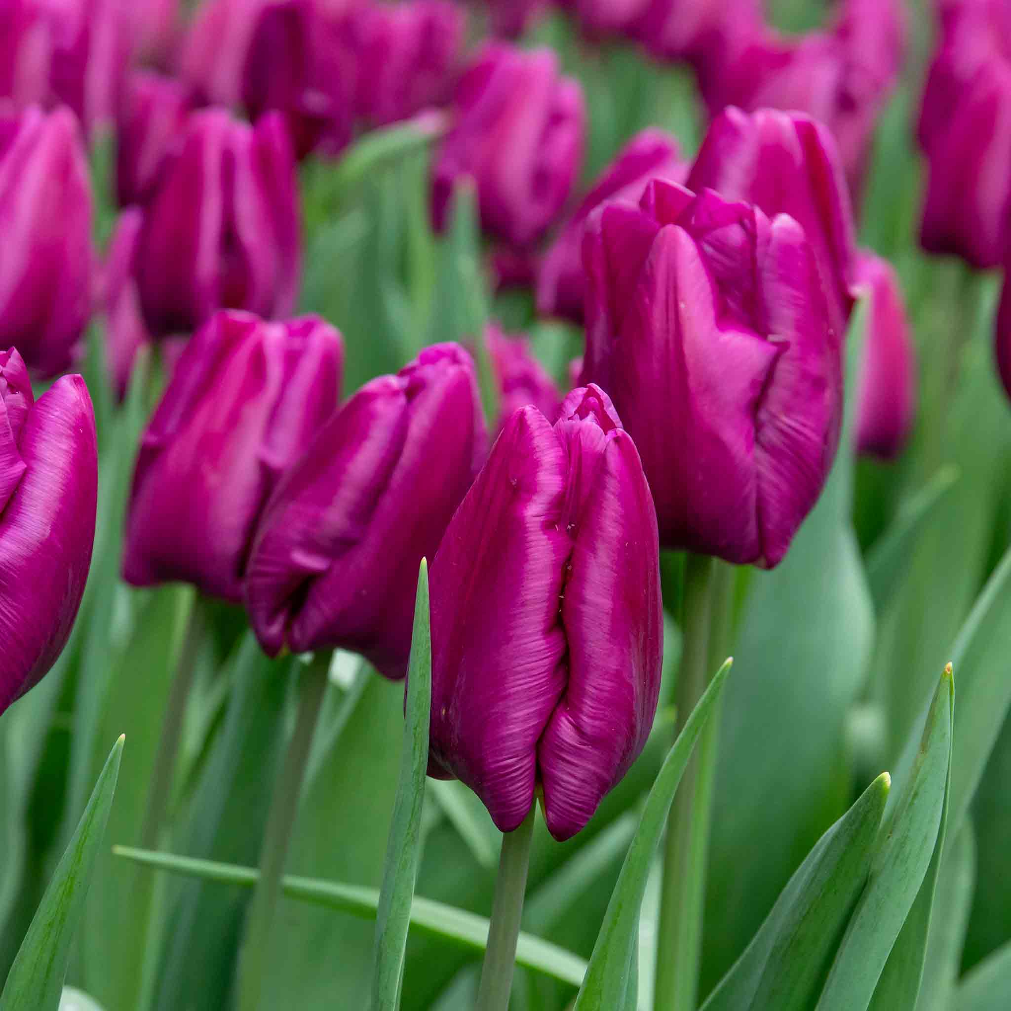 Tulip Bulbs 'Purple Prince' - Image 7