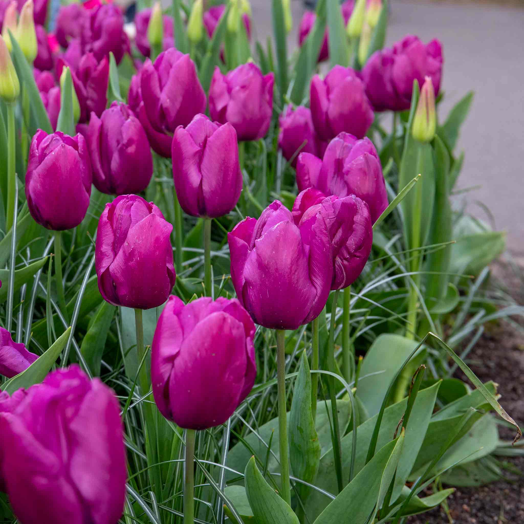Tulip Bulbs 'Purple Prince' - Image 8